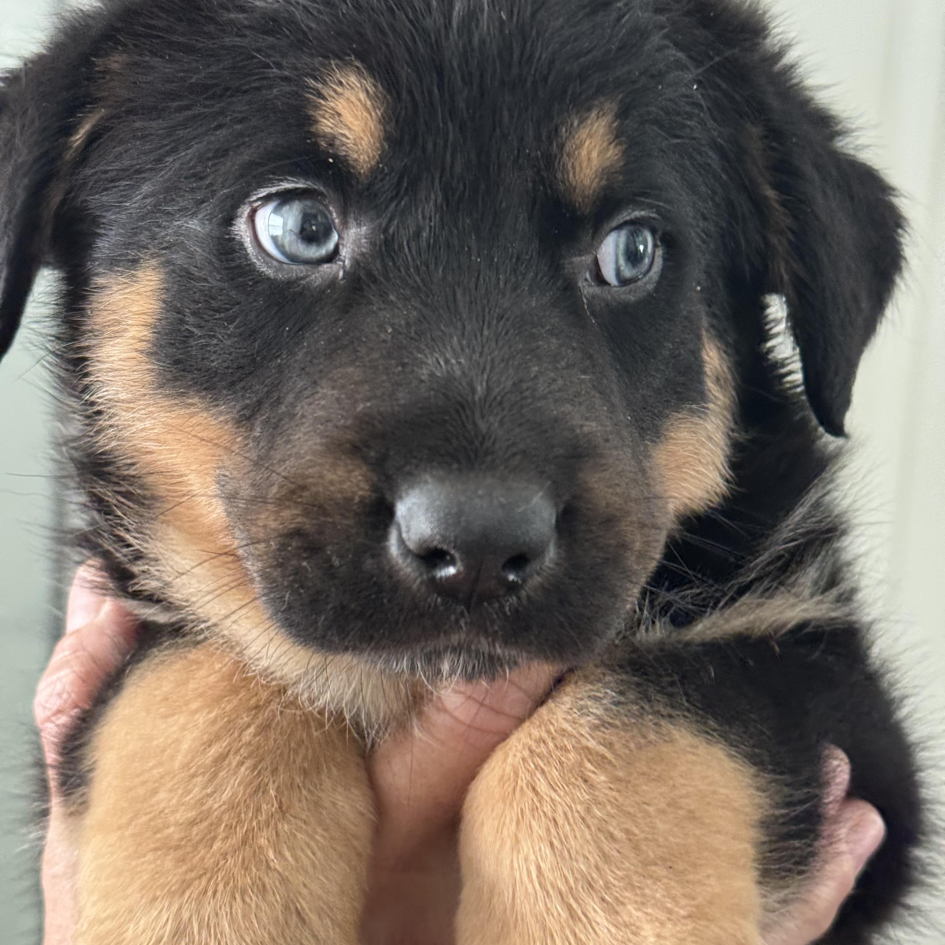 Ranger, an adopted mixed breed in Irvine, CA image 3/6