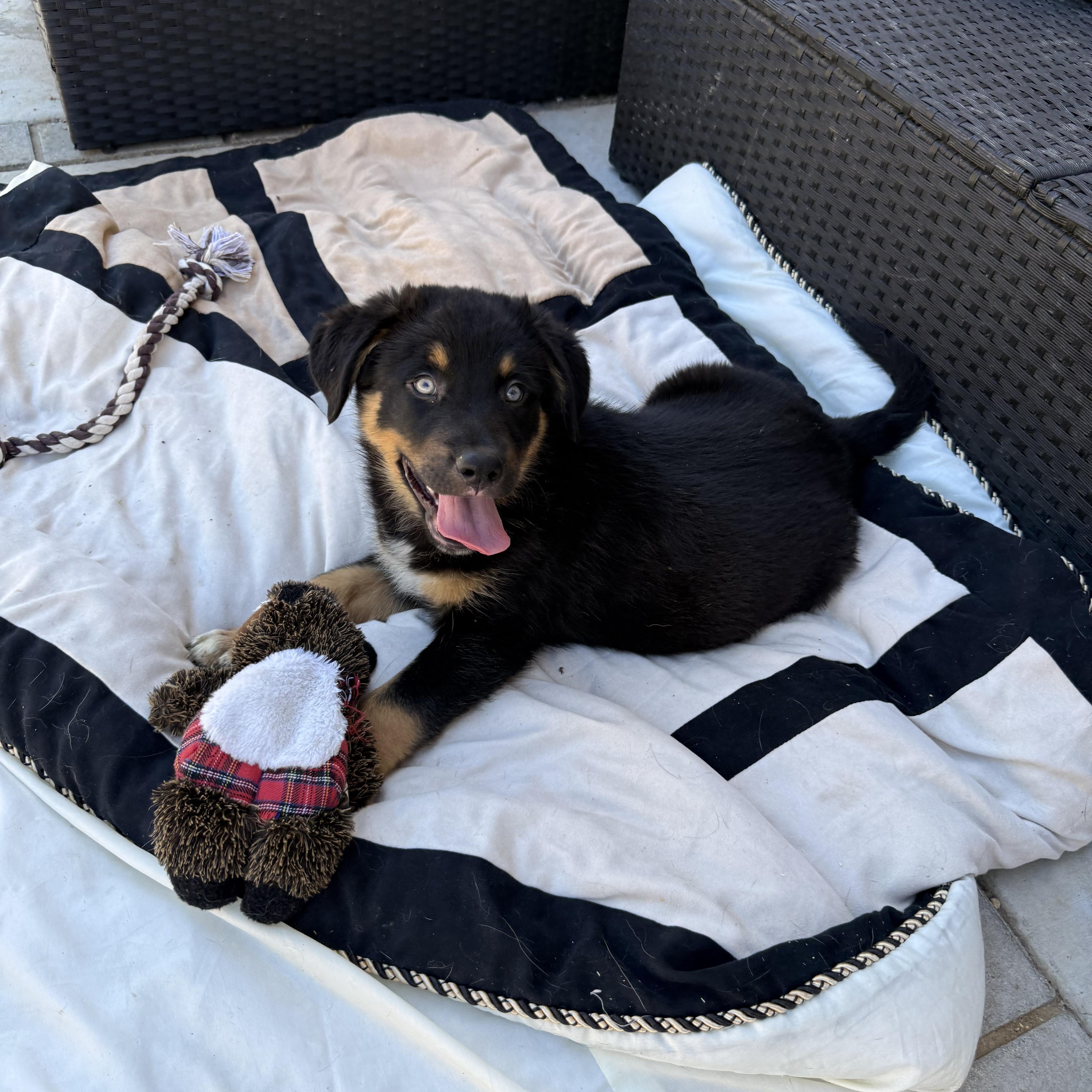 Ranger, an adopted mixed breed in Irvine, CA image 5/6