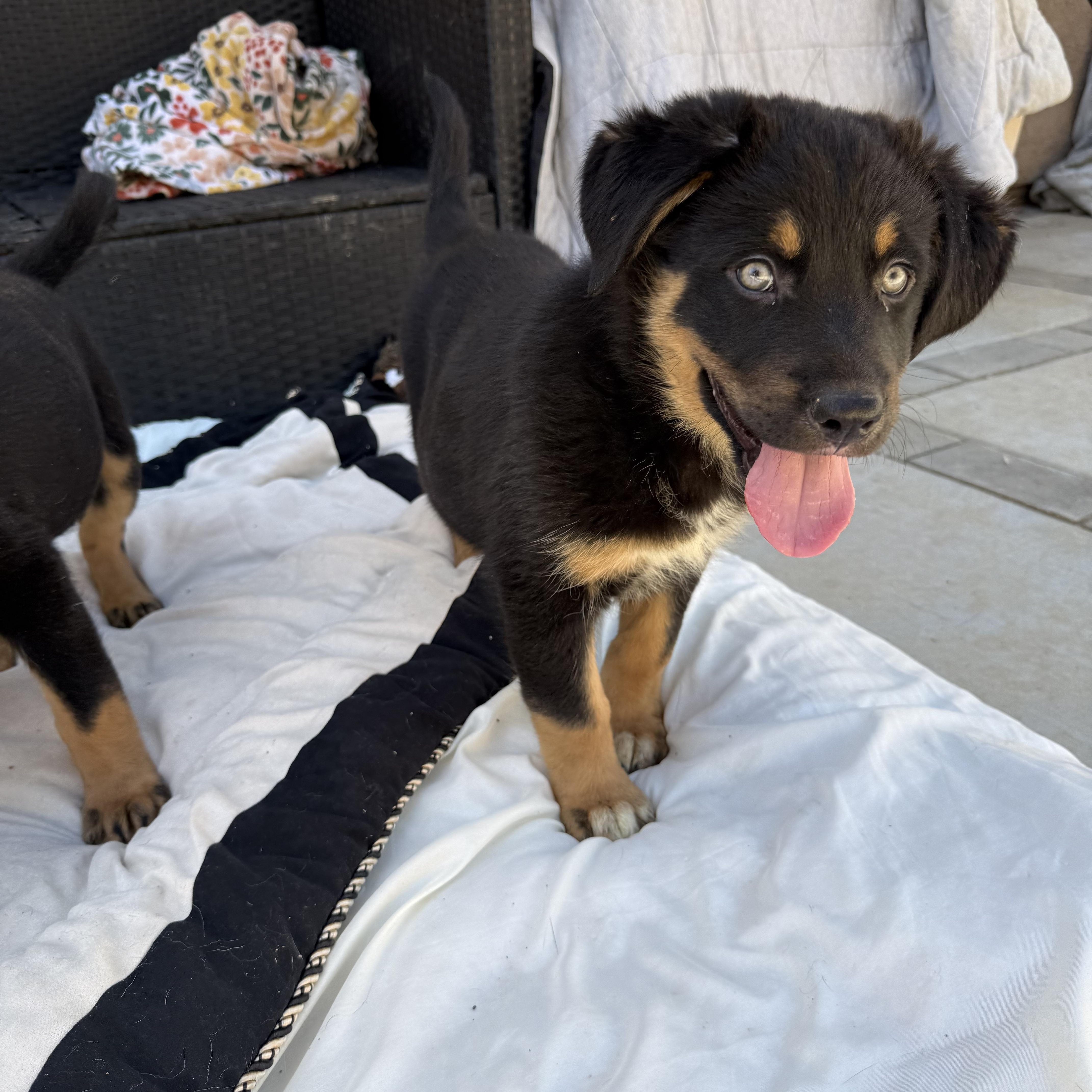 Ranger, an adopted mixed breed in Irvine, CA image 2/6