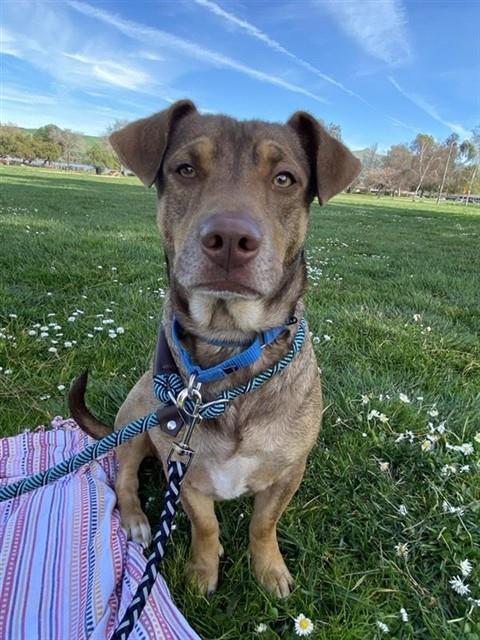 RUDOLPH, Adoptable, Young Male Dachshund & Mixed Breed.