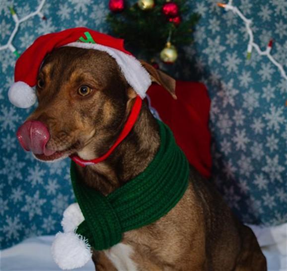 Enlarge RUDOLPH, a Adoptable Dachshund in Fremont, CA image 1/1