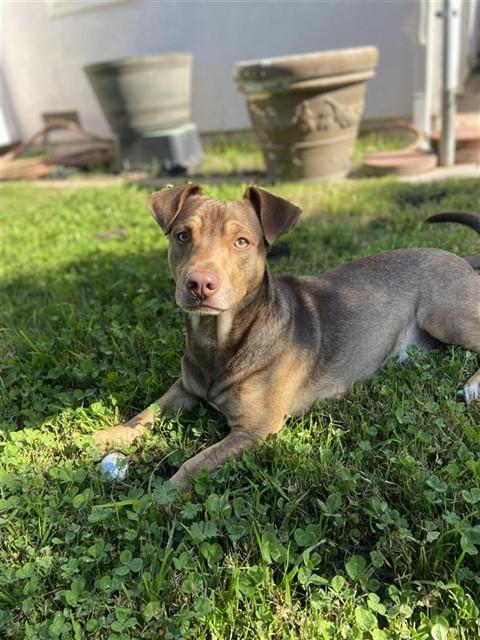 RUDOLPH, Adoptable, Young Male Dachshund.