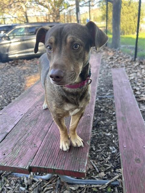 RUDOLPH, Adoptable, Adult Male Dachshund.