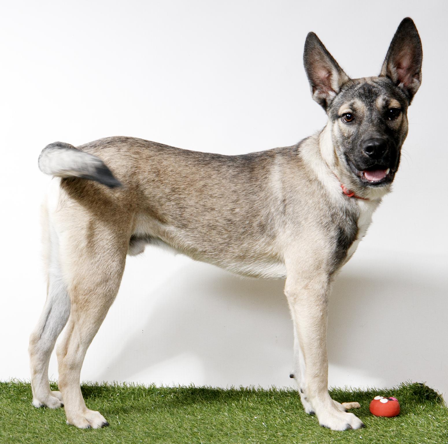 Enlarge LoveBug, a Adoptable German Shepherd Dog in Harvey , LA image 1/3