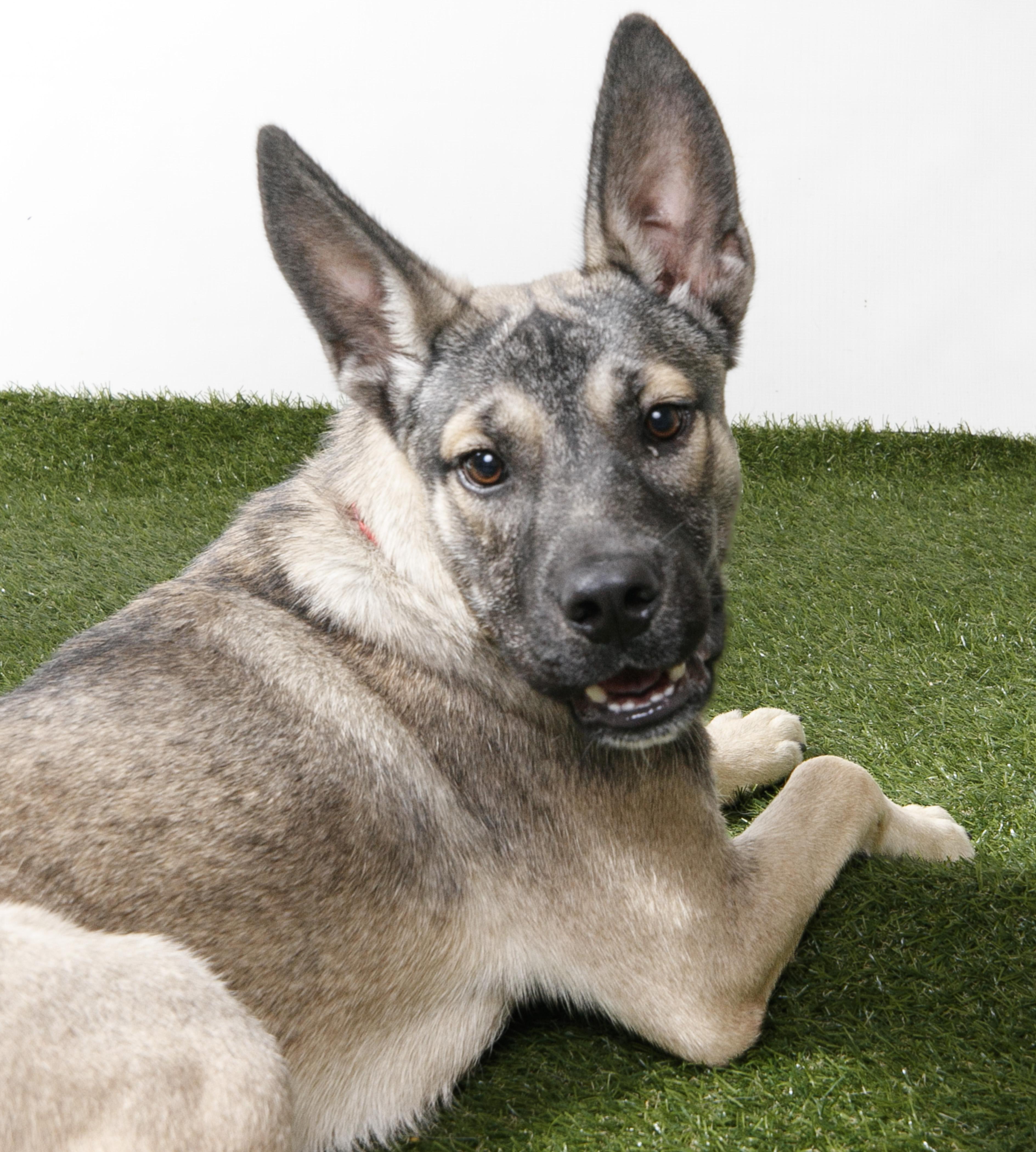 Enlarge LoveBug, a Adoptable German Shepherd Dog in Harvey , LA image 3/3