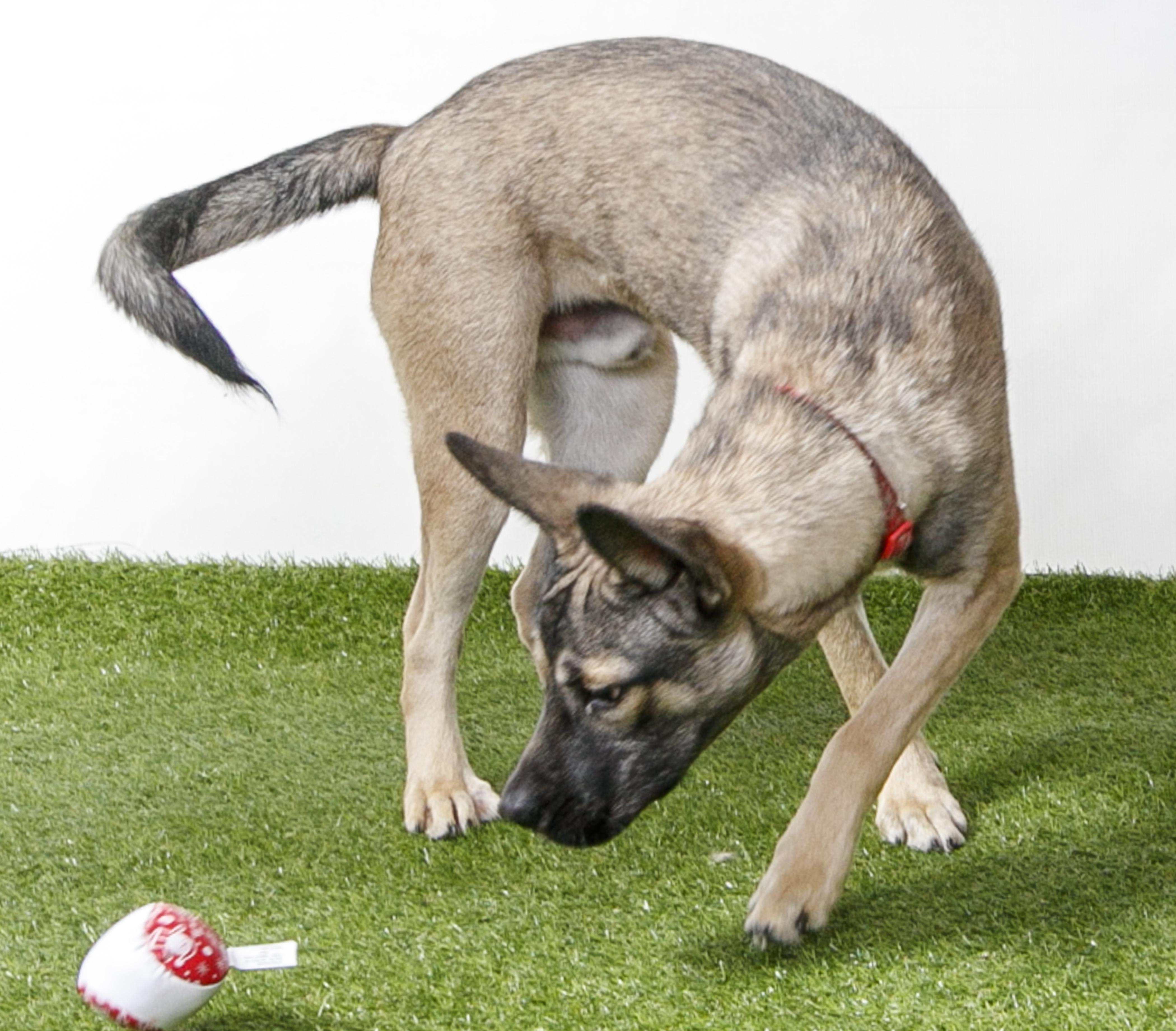Enlarge LoveBug, a Adoptable German Shepherd Dog in Harvey , LA image 2/3