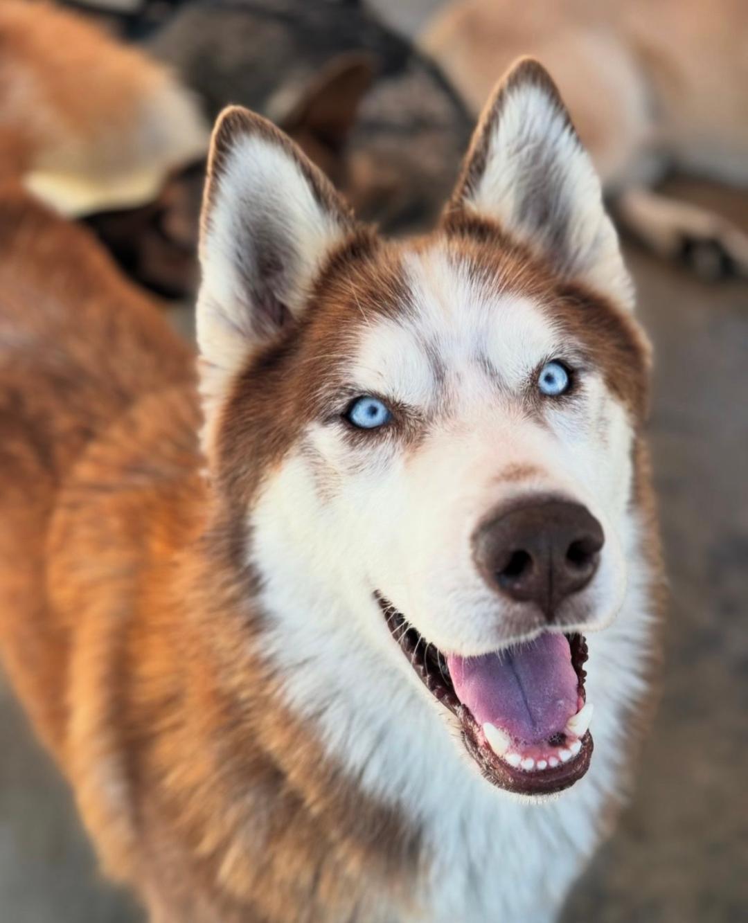 Enlarge Dash, a Adoptable Siberian Husky in Corona, CA image 3/6