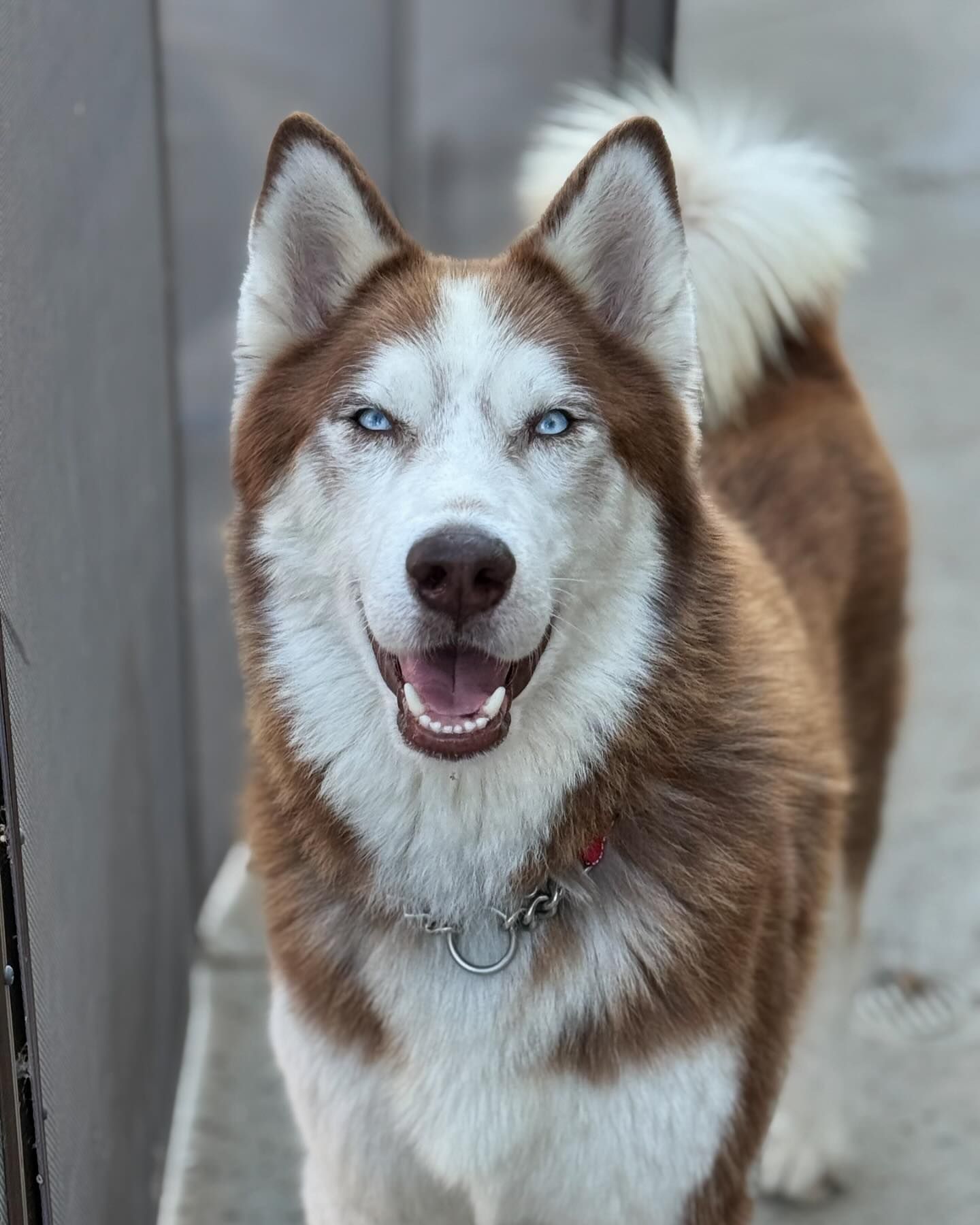 Enlarge Dash, a Adoptable Siberian Husky in Corona, CA image 6/6