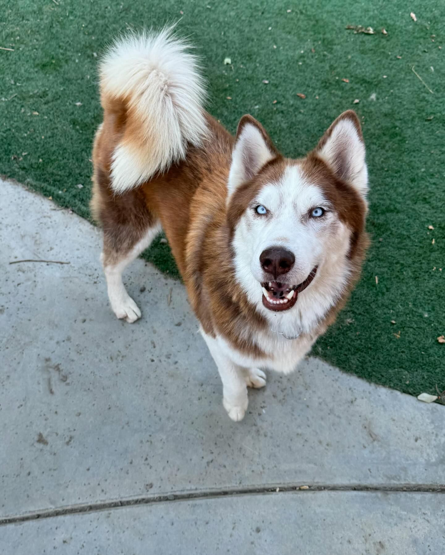 Enlarge Dash, a Adoptable Siberian Husky in Corona, CA image 2/6