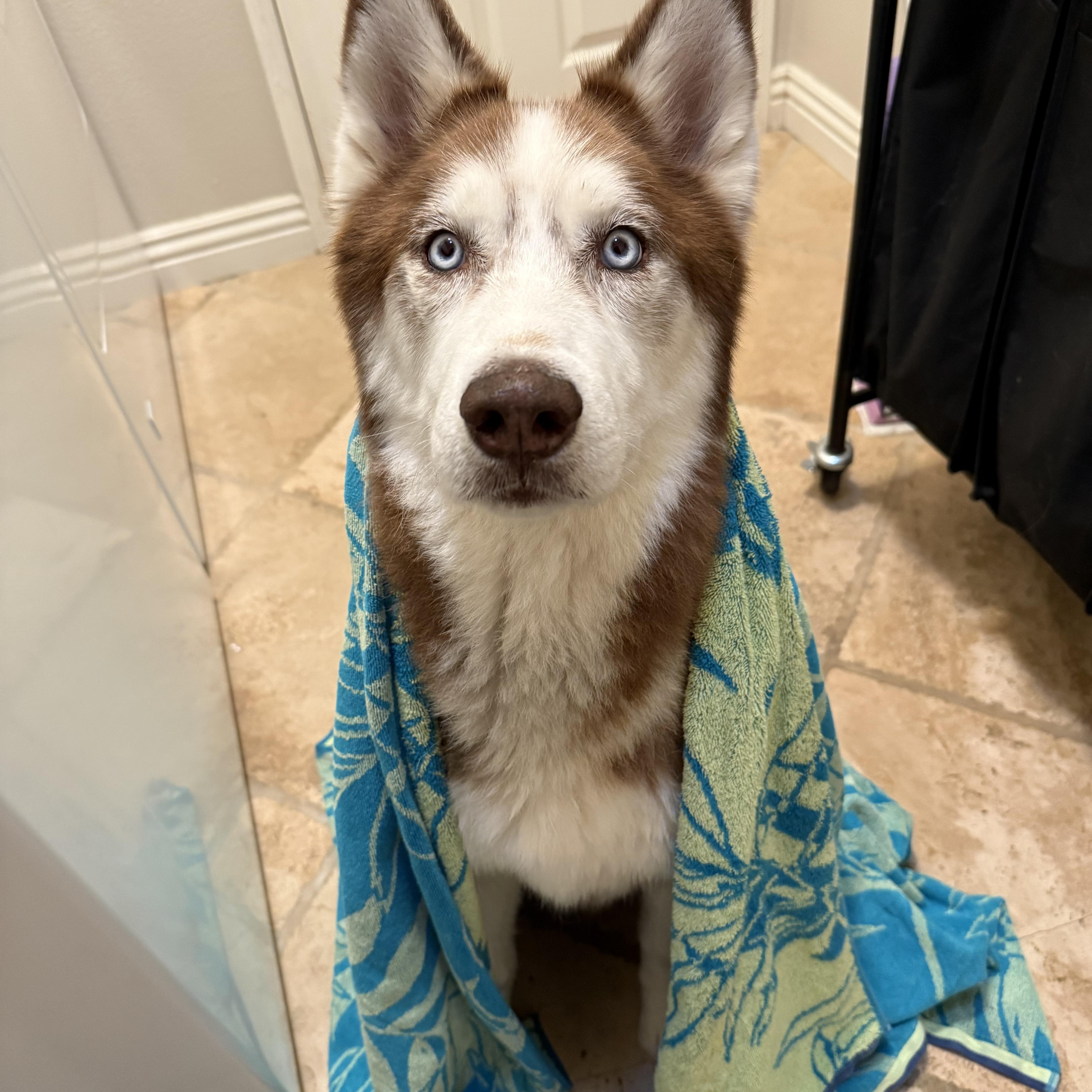 Dash, Adoptable, Adult Male Siberian Husky.
