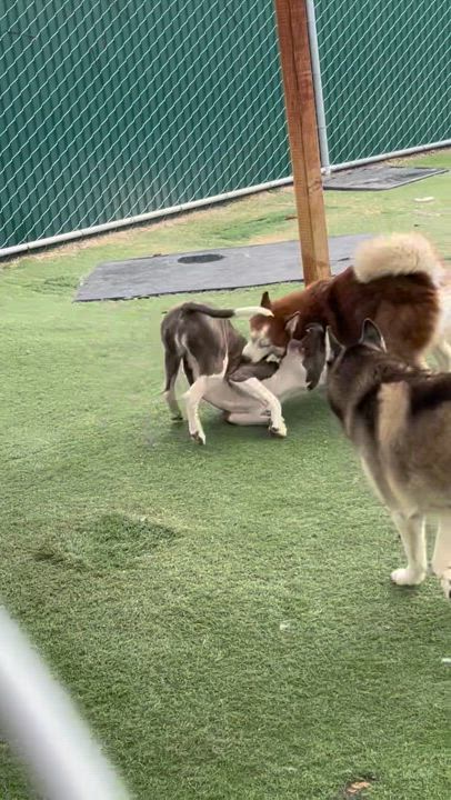 Enlarge Dash, a Adoptable Siberian Husky in Corona, CA video 5/6
