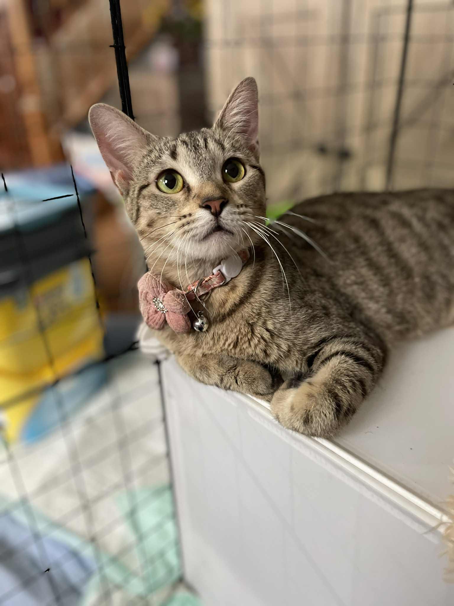 Belle, Adoptable, Adult Female Domestic Short Hair.