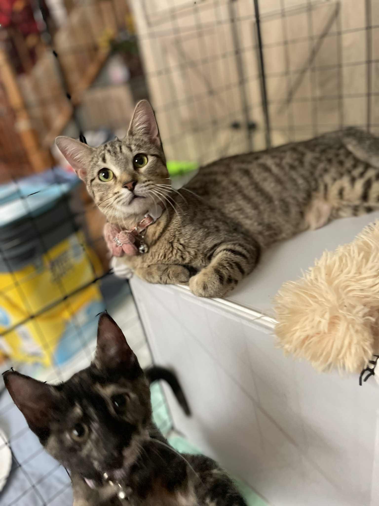 Belle, a Adoptable Domestic Short Hair in Joliet, IL image 2/2