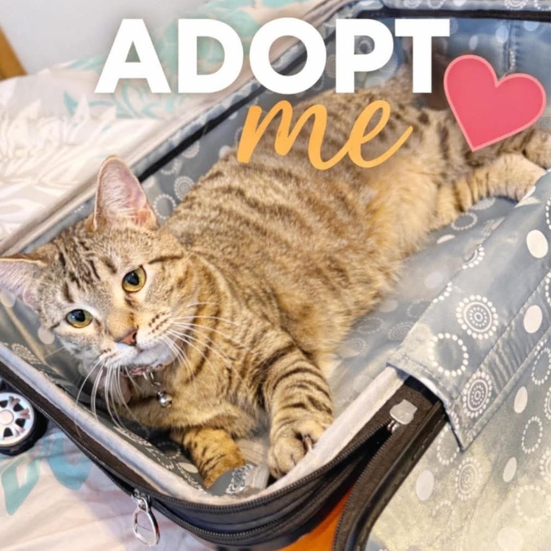 Belle, Adoptable, Adult Female Domestic Short Hair.