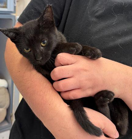 Egg, Adoptable, Kitten Male Domestic Short Hair.