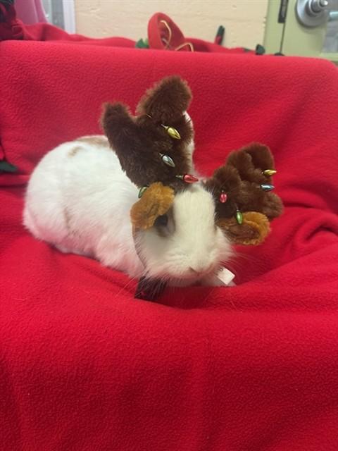 FLORA, Adoptable, Young Female Bunny Rabbit.