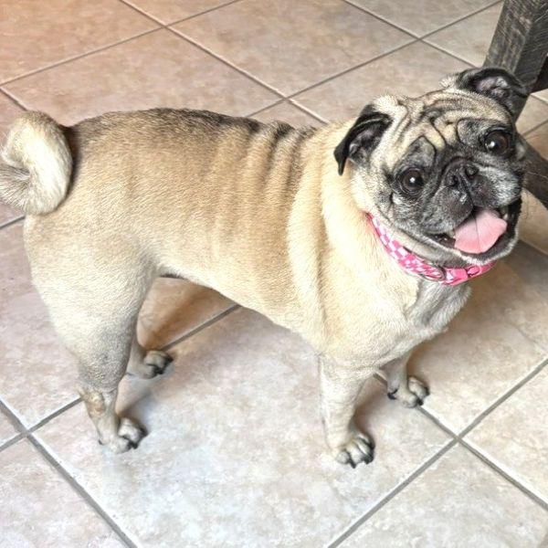 Enlarge Margie, a Adopted Pug in Alvin, TX image 1/1