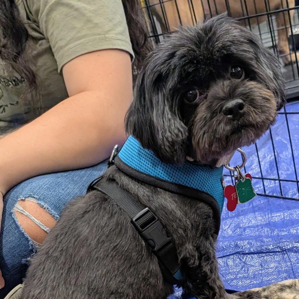 Tenny, Adoptable, Senior Female Shih Tzu & Mixed Breed.