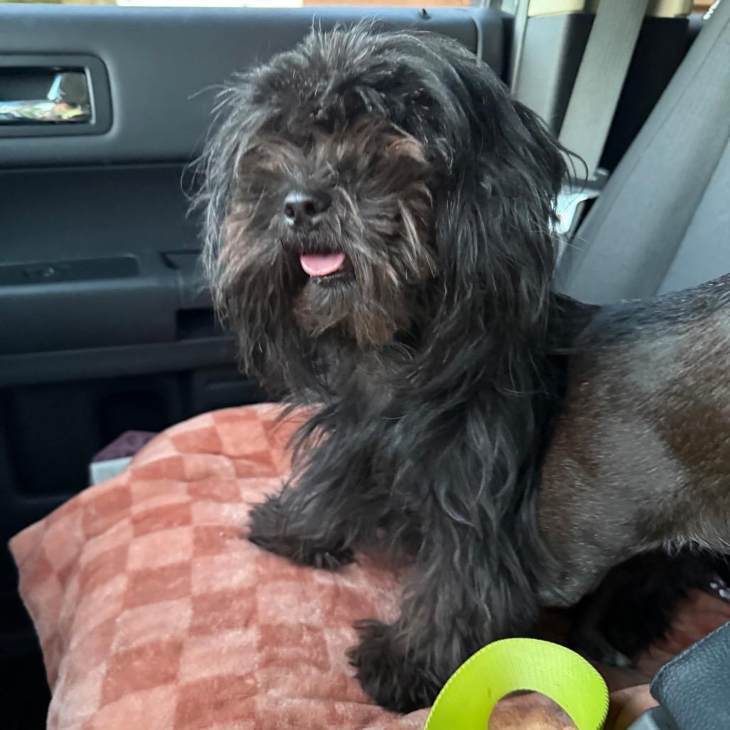 Tenny, a Adoptable mixed breed in Las Vegas, NV image 2/3