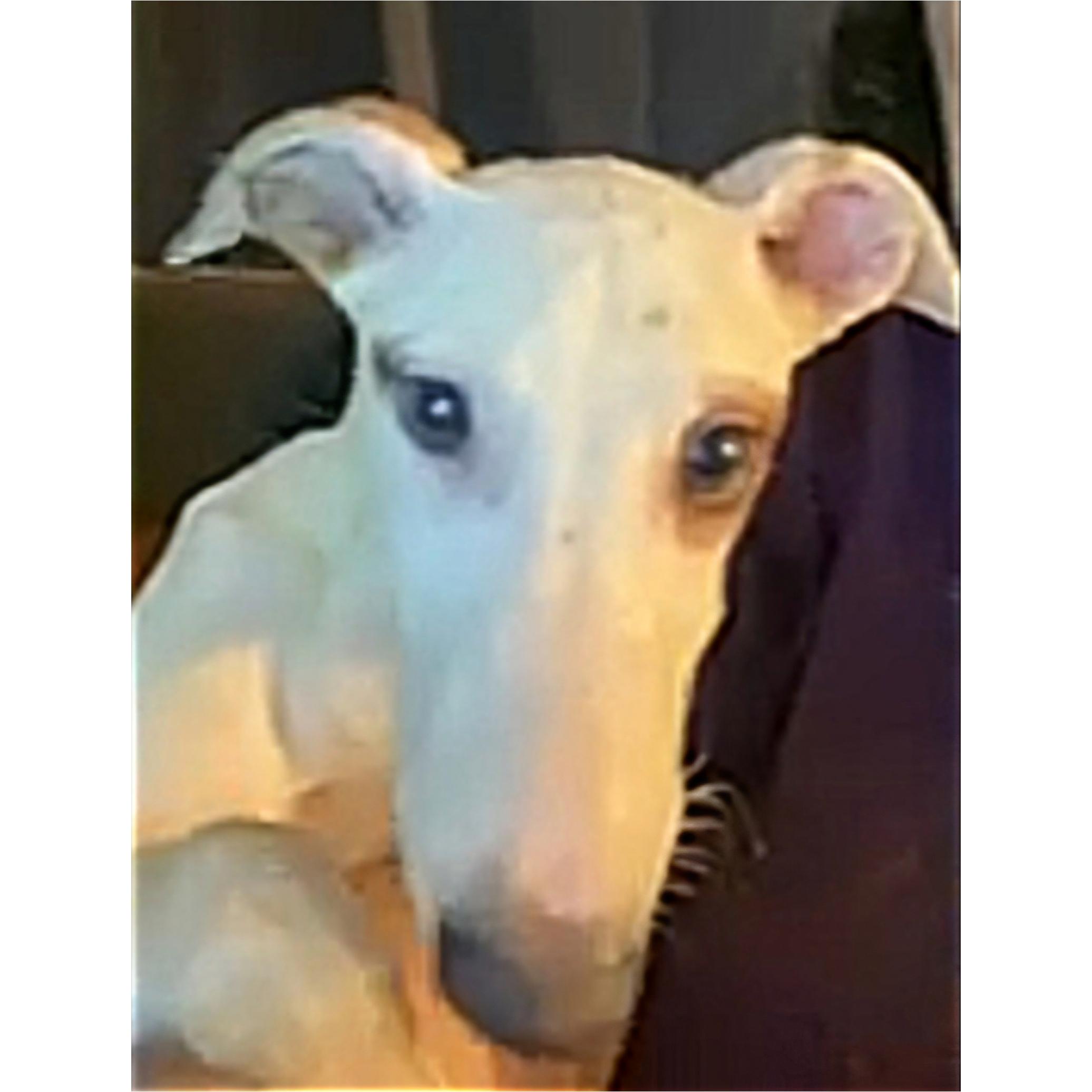Roxanne (RoxyRoo), Adoptable, Young Female Greyhound.