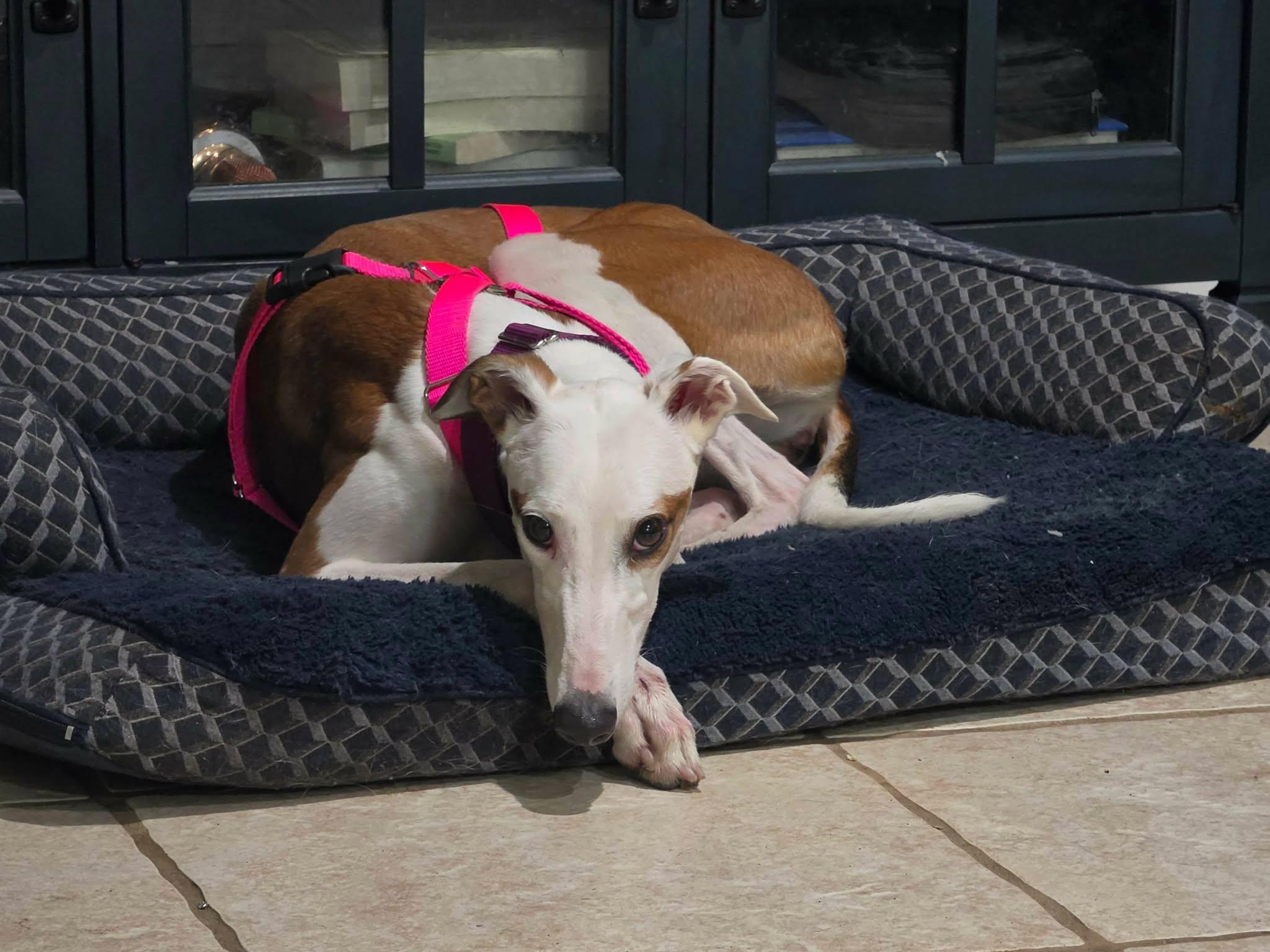 Roxanne (RoxyRoo), a Adoptable Greyhound in Tarpon Springs, FL image 2/3