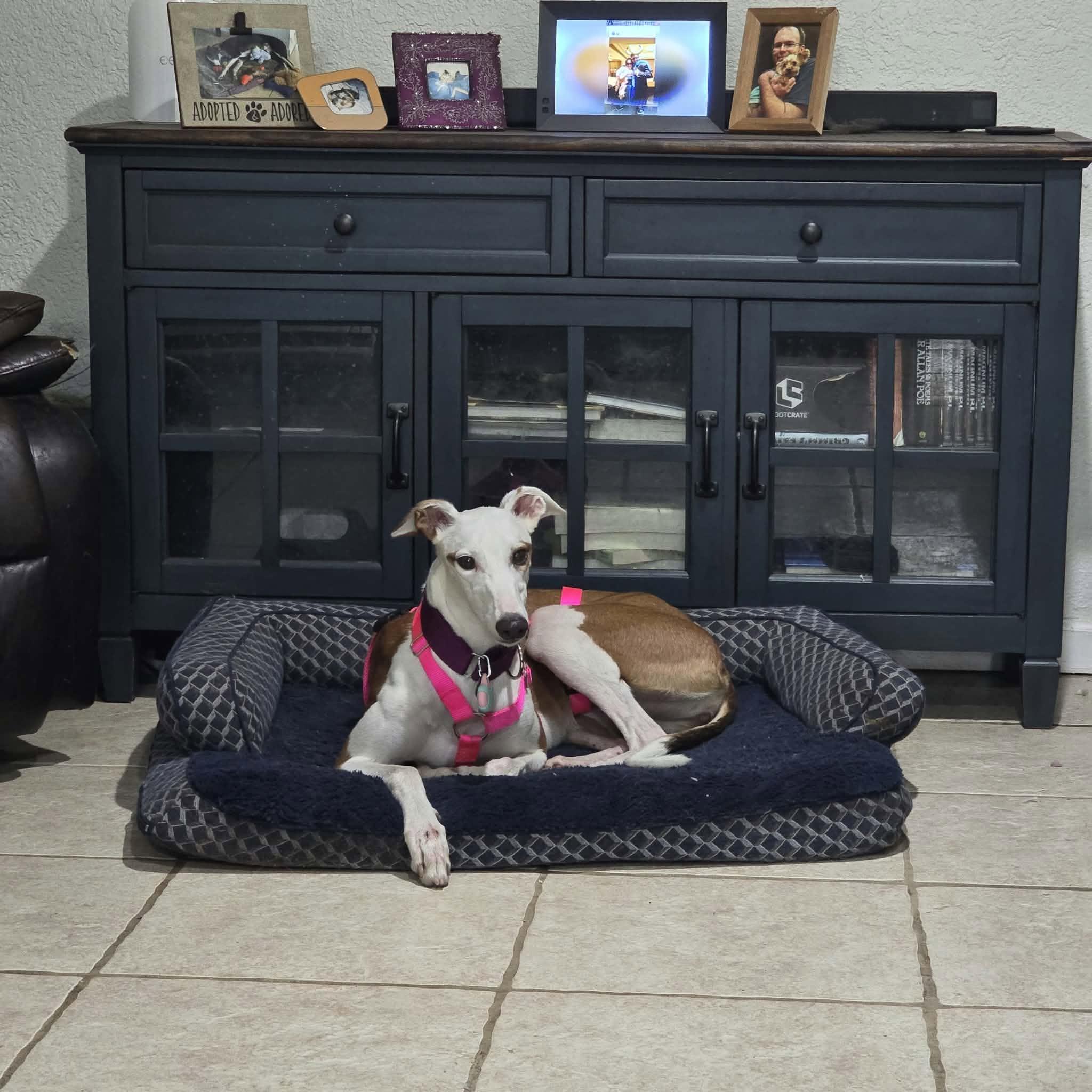 Roxanne (RoxyRoo), a Adoptable Greyhound in Tarpon Springs, FL image 3/3