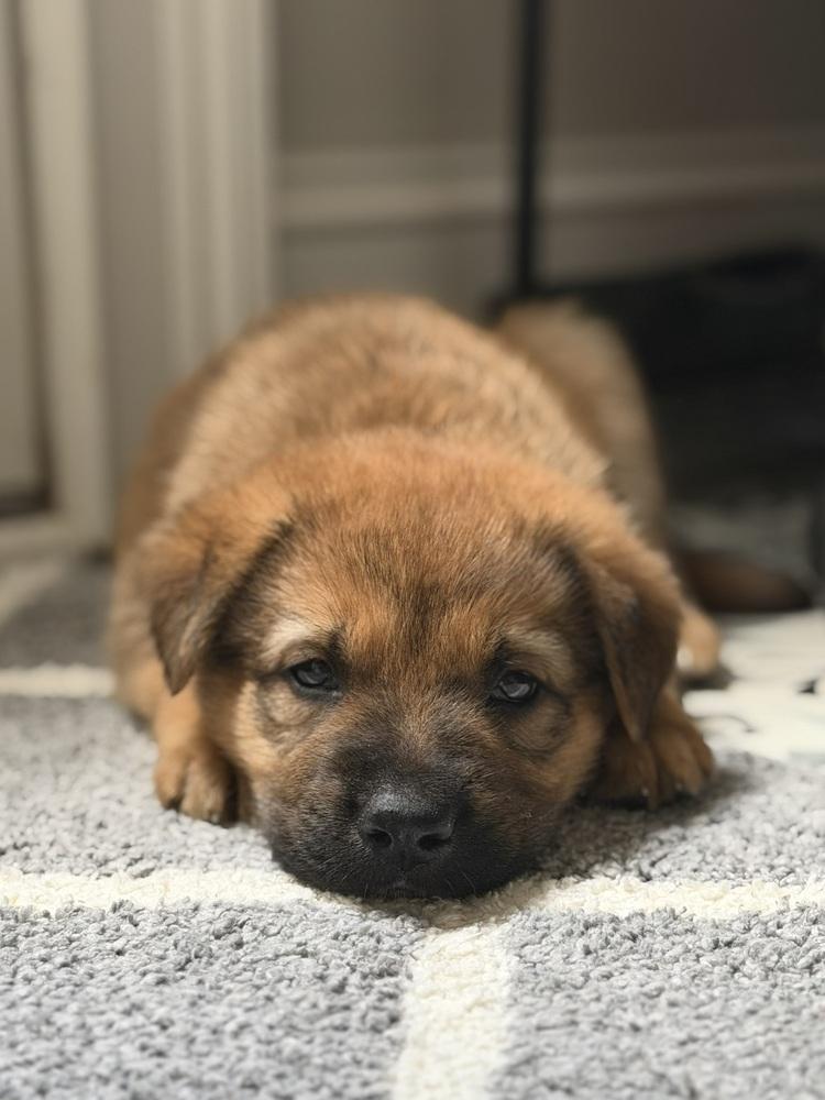 Enlarge Chewie, a Adoptable mixed breed in Hartwell, GA image 1/6