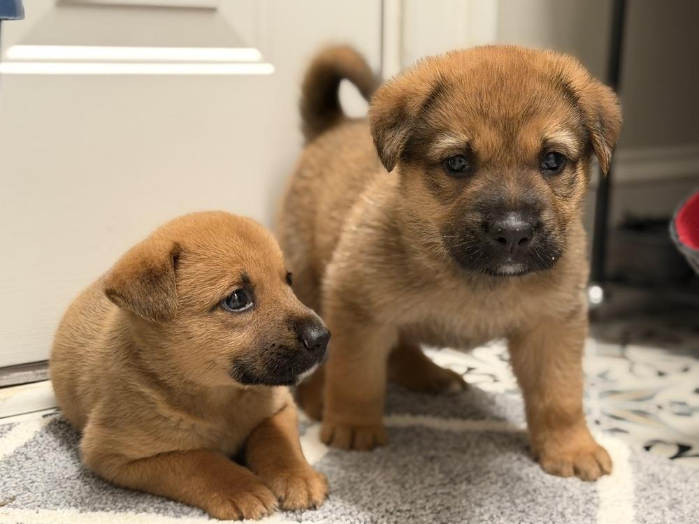 Enlarge Chewie, a Adoptable mixed breed in Hartwell, GA image 2/6