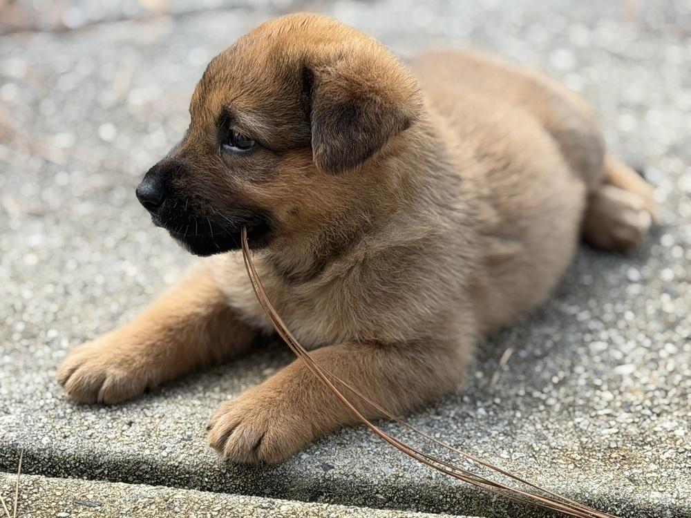 Enlarge Chewie, a Adoptable mixed breed in Hartwell, GA image 3/6