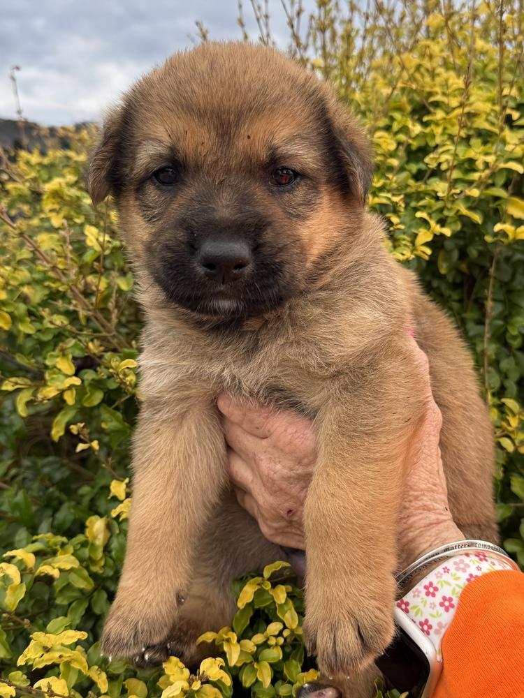 Enlarge Chewie, a Adoptable mixed breed in Hartwell, GA image 4/6