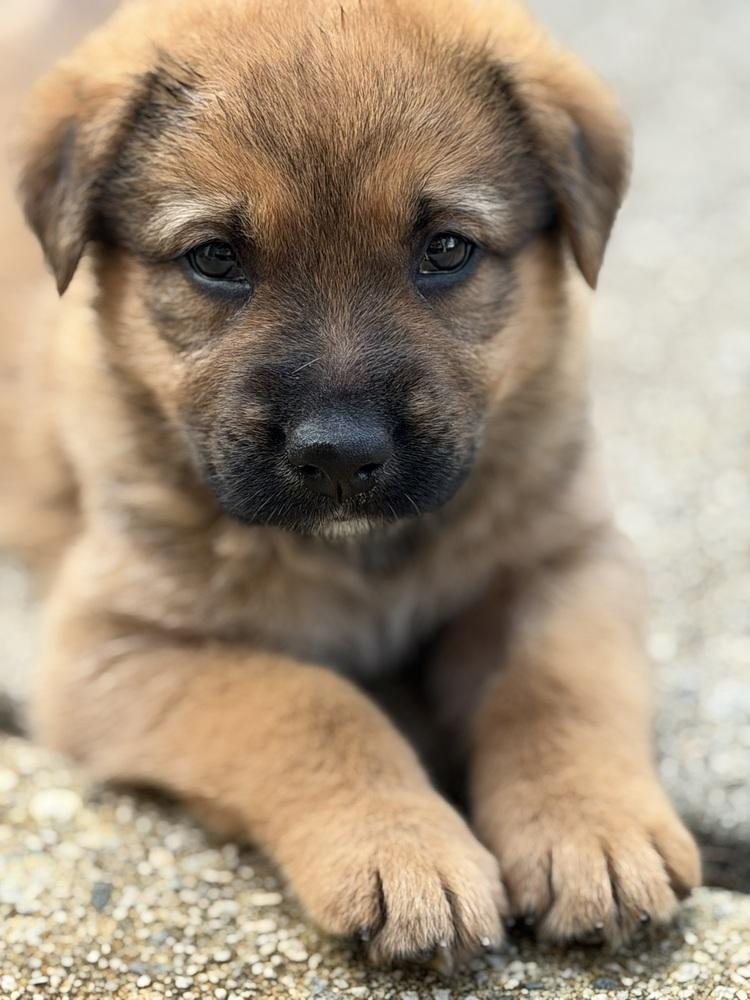 Enlarge Chewie, a Adoptable mixed breed in Hartwell, GA image 5/6