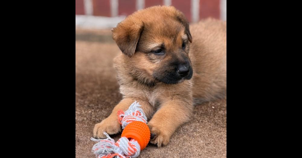 Enlarge Chewie, a Adoptable mixed breed in Hartwell, GA image 6/6