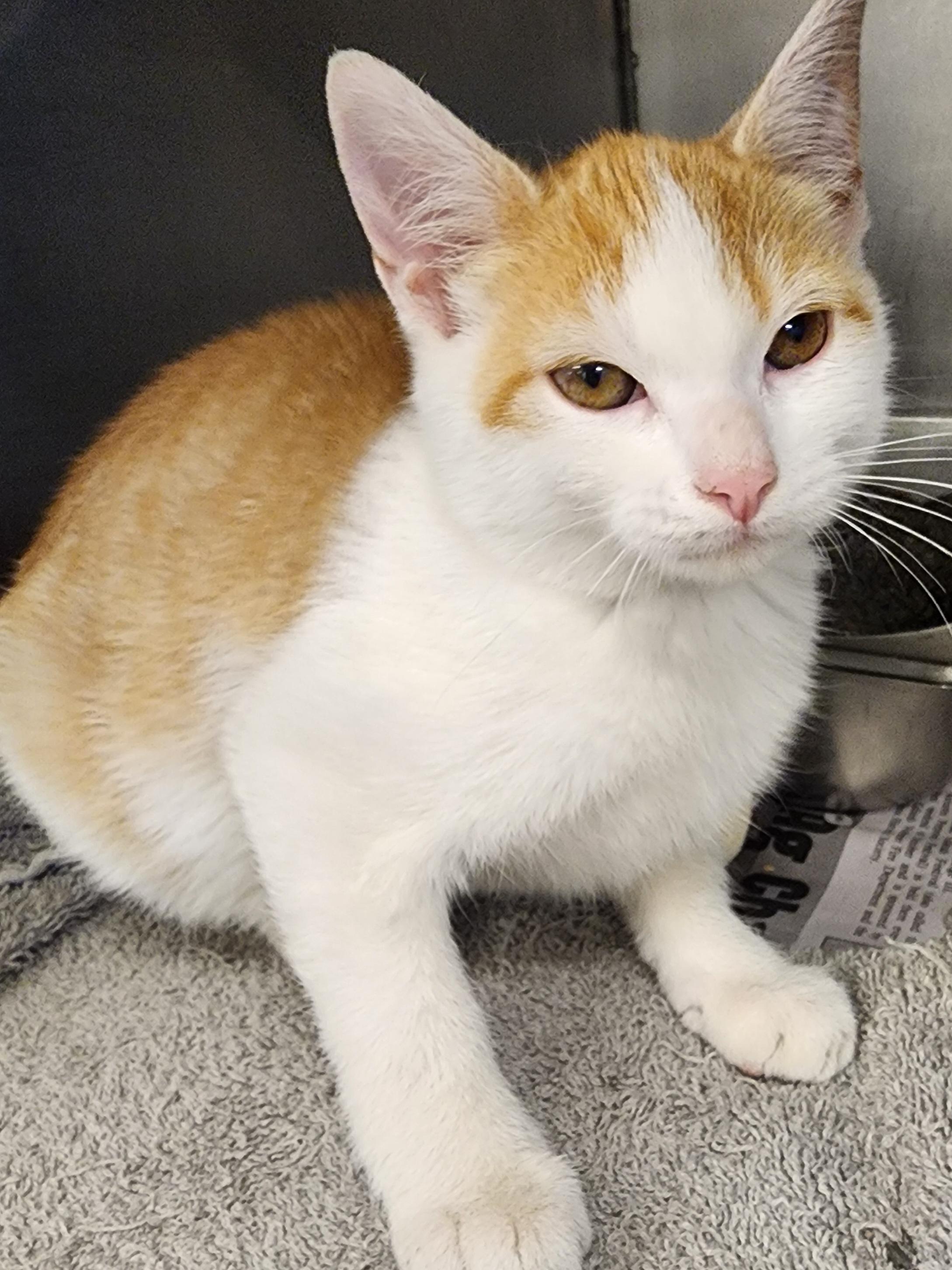 Enlarge Archie, a Adoptable Domestic Short Hair in Danville, VA image 1/1