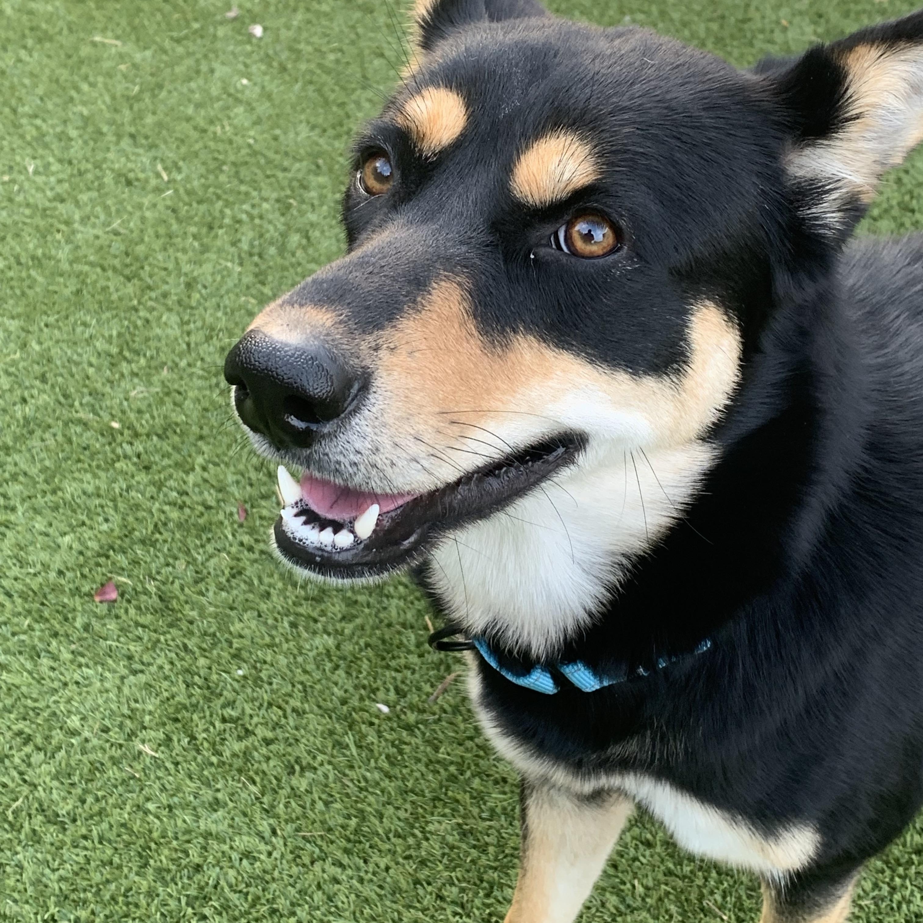 Enlarge Nessa, a Adoptable mixed breed in Houston, TX image 3/6