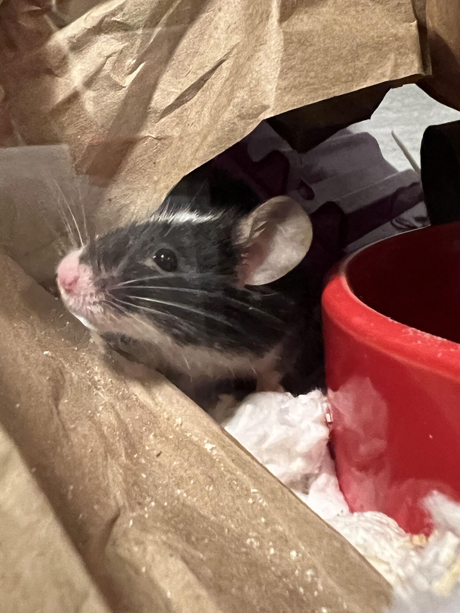 Enlarge DJ, a Adoptable Mouse in Frederick, MD image 1/3