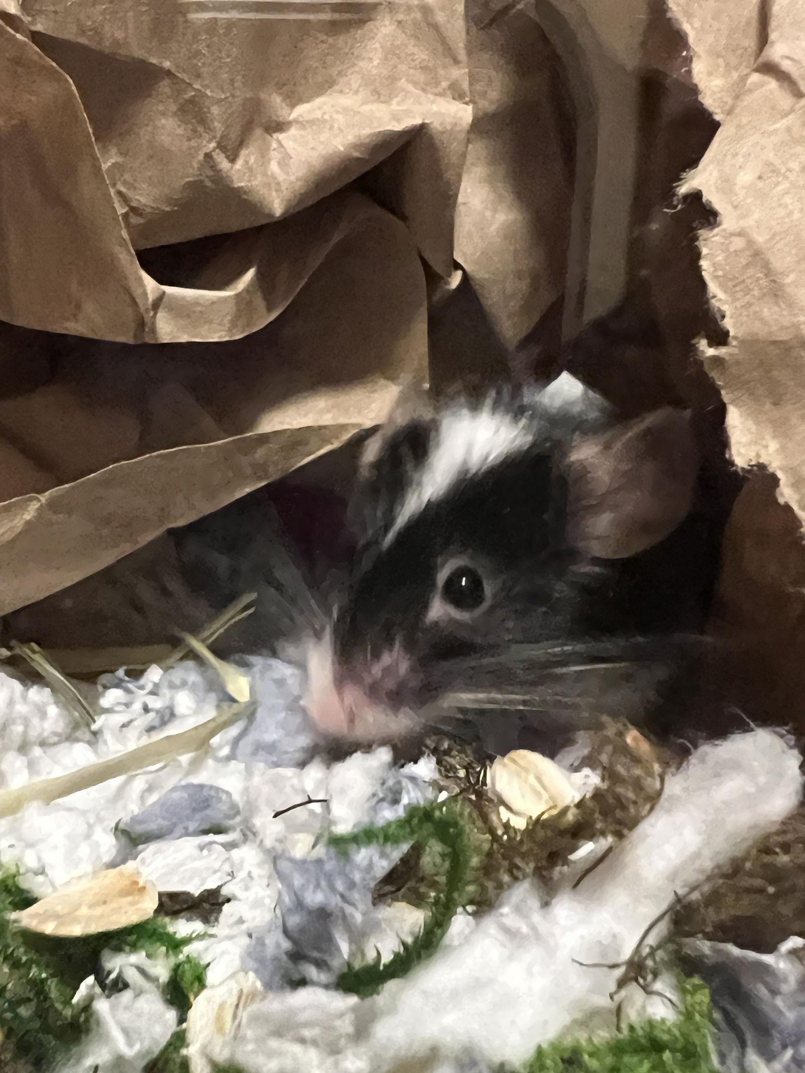 Enlarge DJ, a Adoptable Mouse in Frederick, MD image 2/3