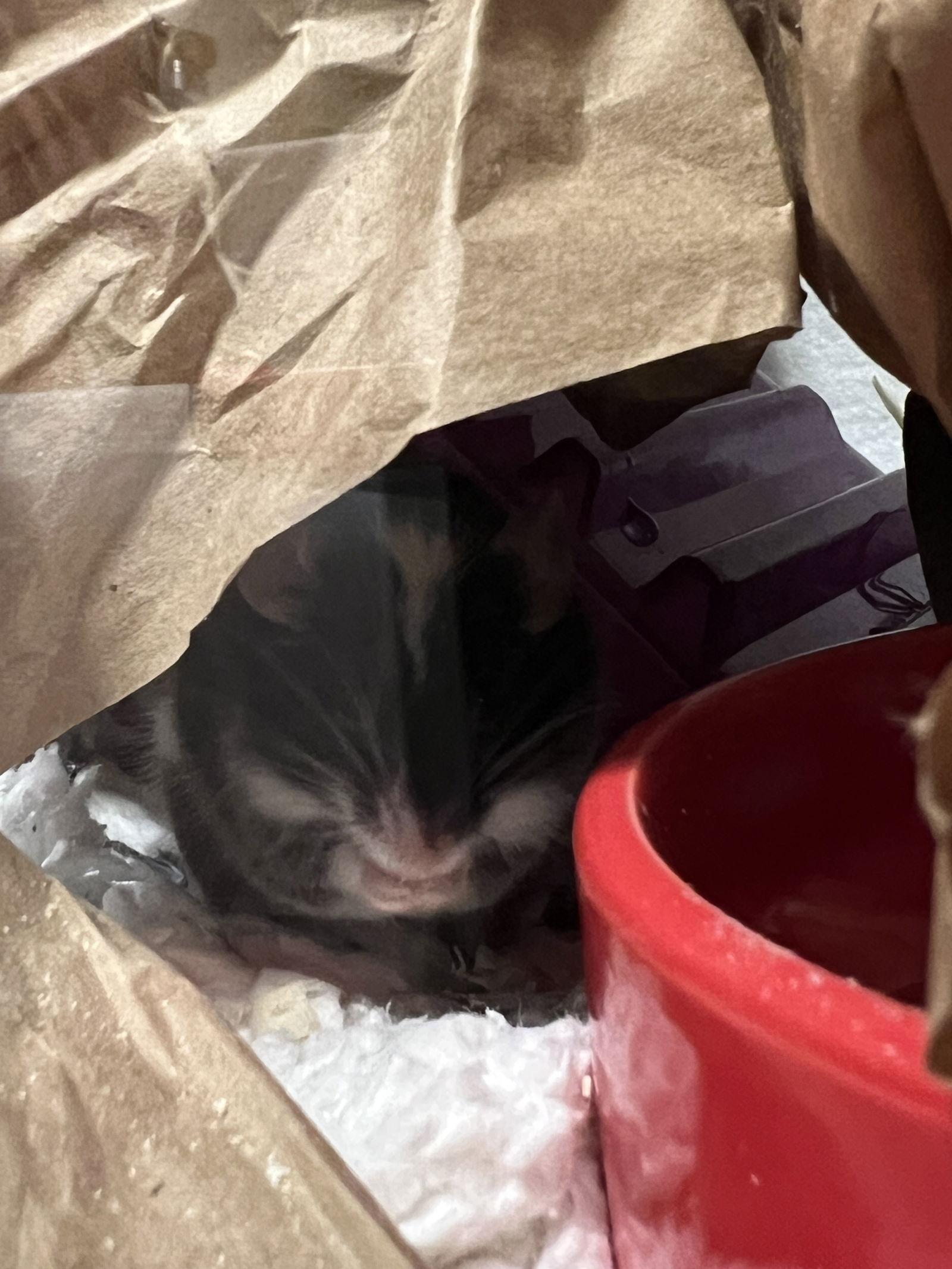 Enlarge DJ, a Adoptable Mouse in Frederick, MD image 3/3