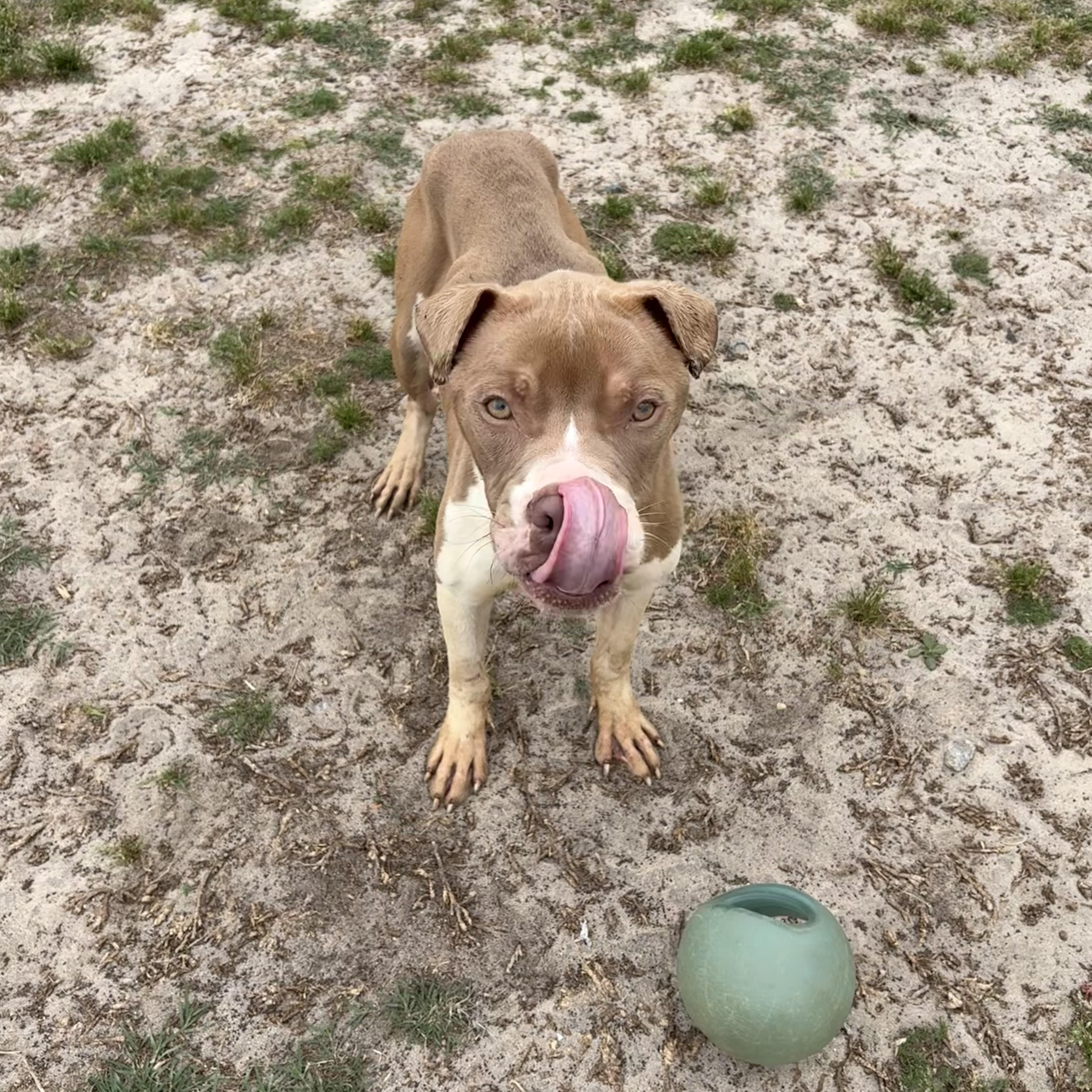 Enlarge Saturn, an adoptable mixed breed in Valdosta, GA image 4/5