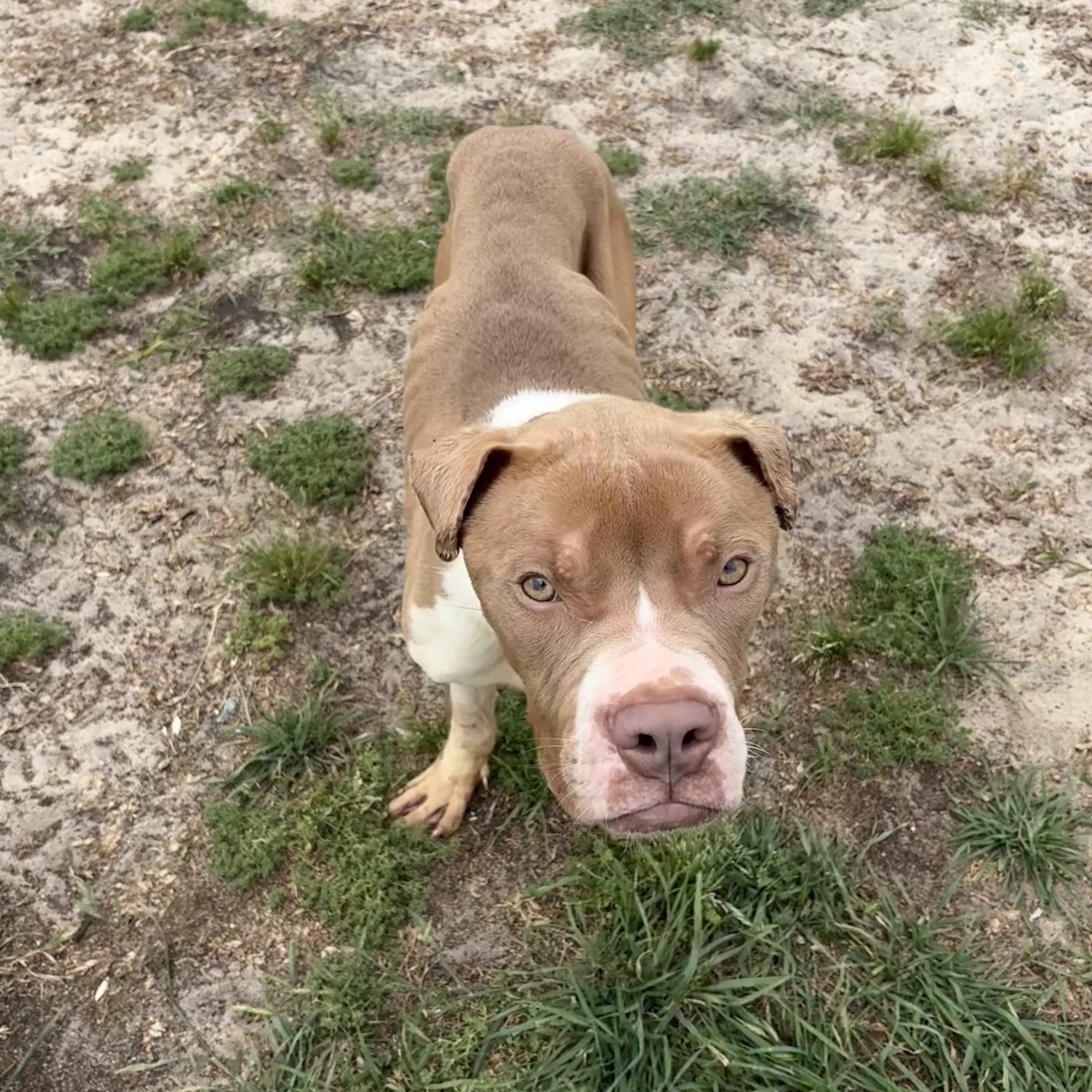 Enlarge Saturn, an adoptable mixed breed in Valdosta, GA image 1/5