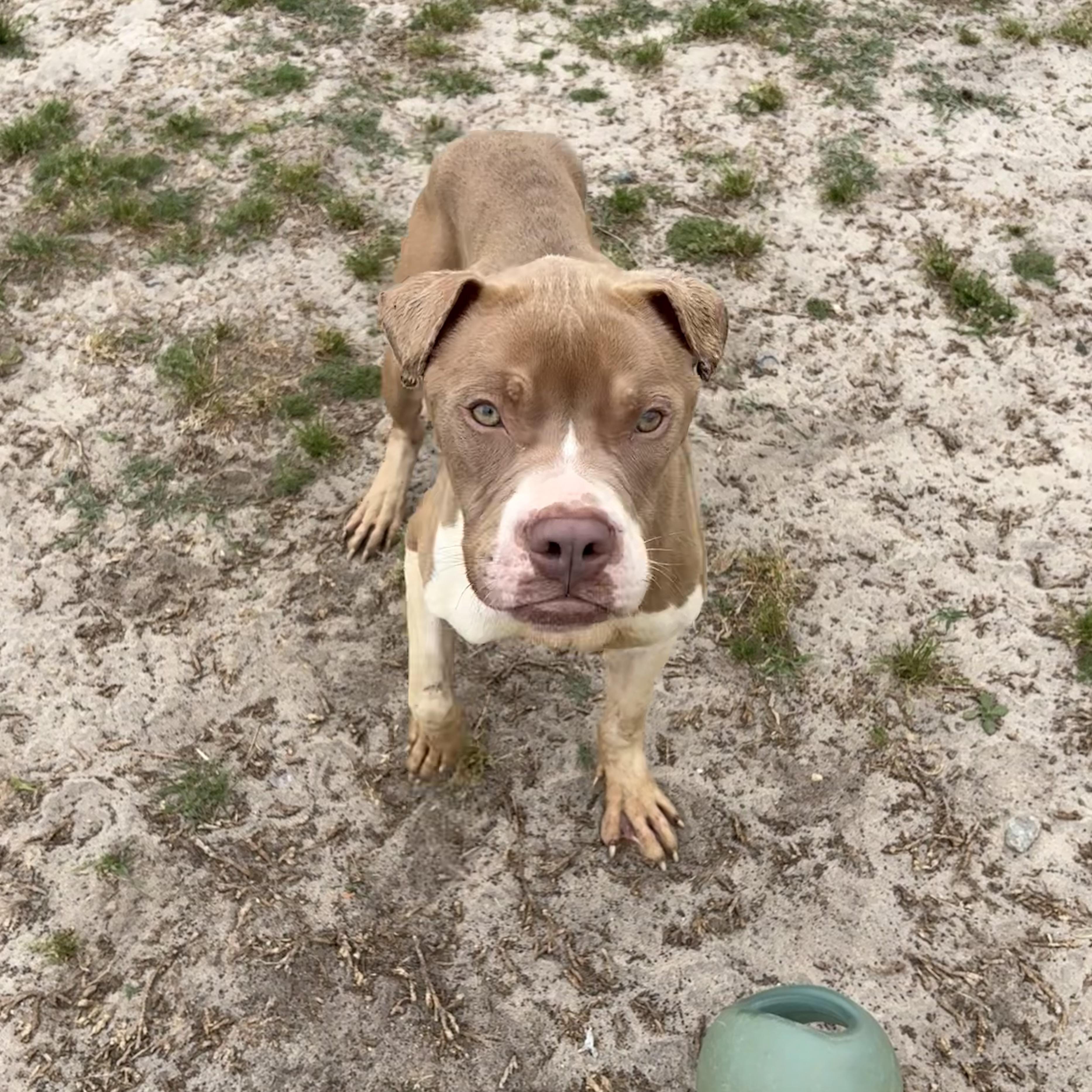 Enlarge Saturn, an adoptable mixed breed in Valdosta, GA image 2/5