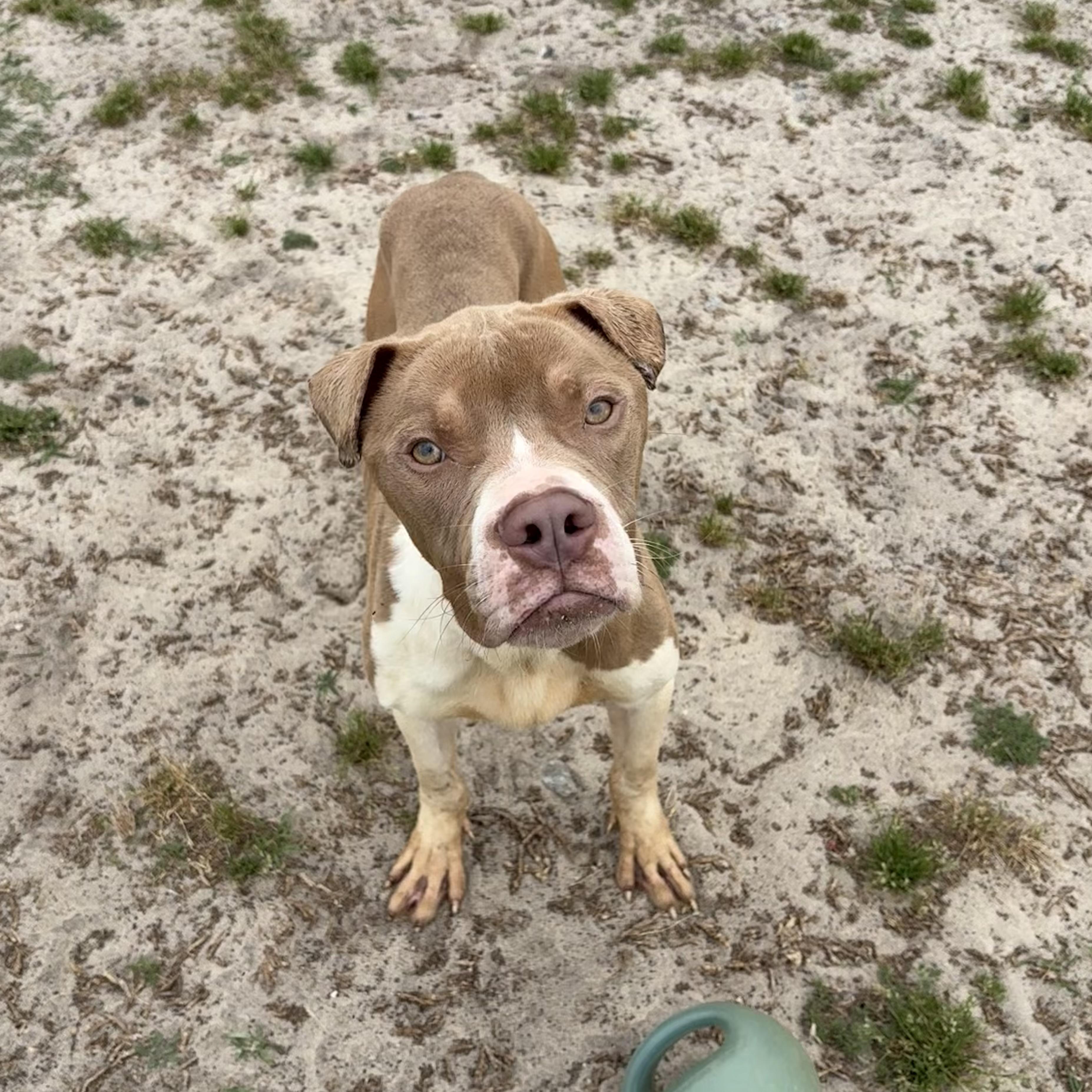 Enlarge Saturn, an adoptable mixed breed in Valdosta, GA image 3/5