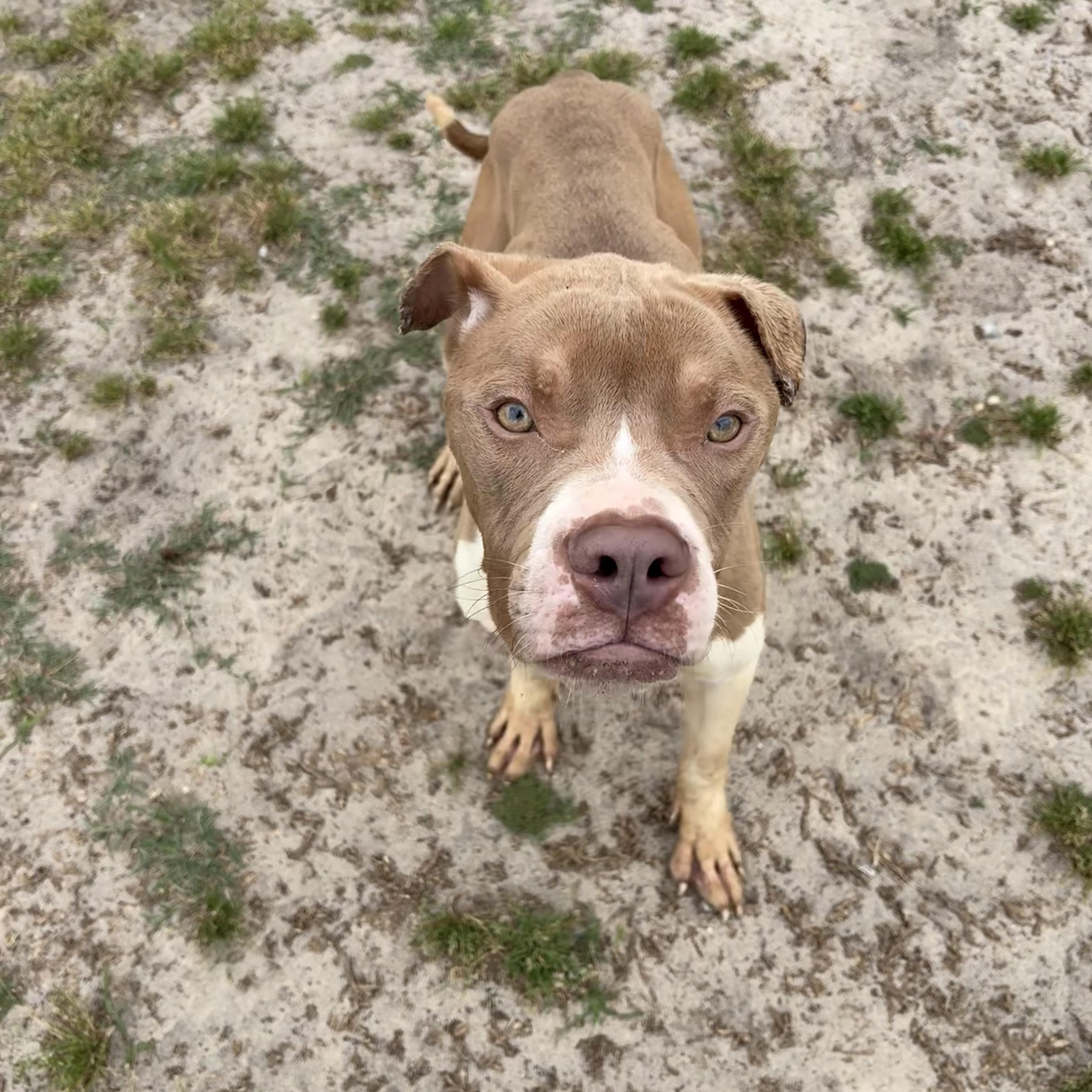 Enlarge Saturn, an adoptable mixed breed in Valdosta, GA image 5/5