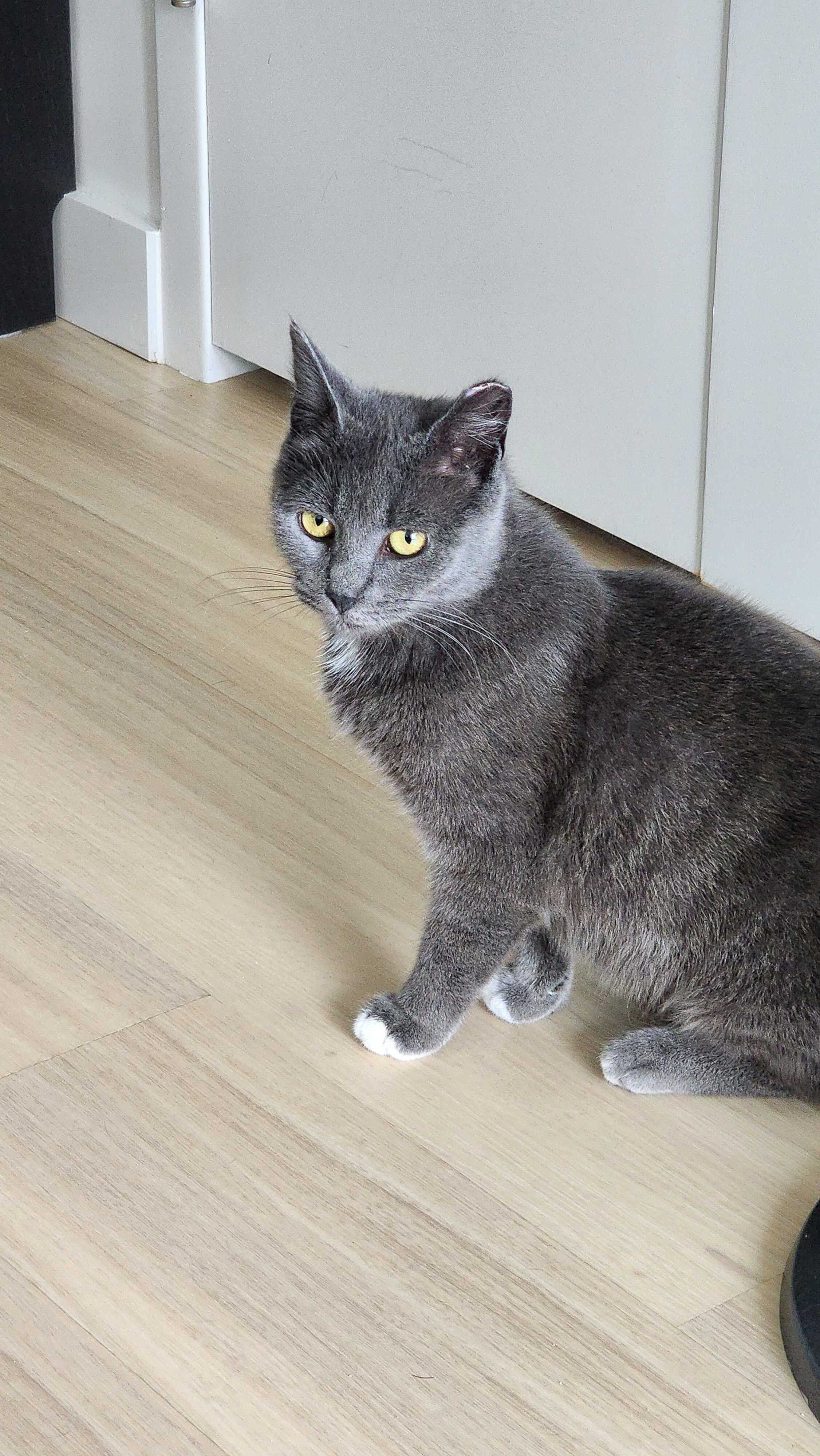 Enlarge Charger, a ADOPTABLE Domestic Short Hair in Long Island City, NY image 2/6