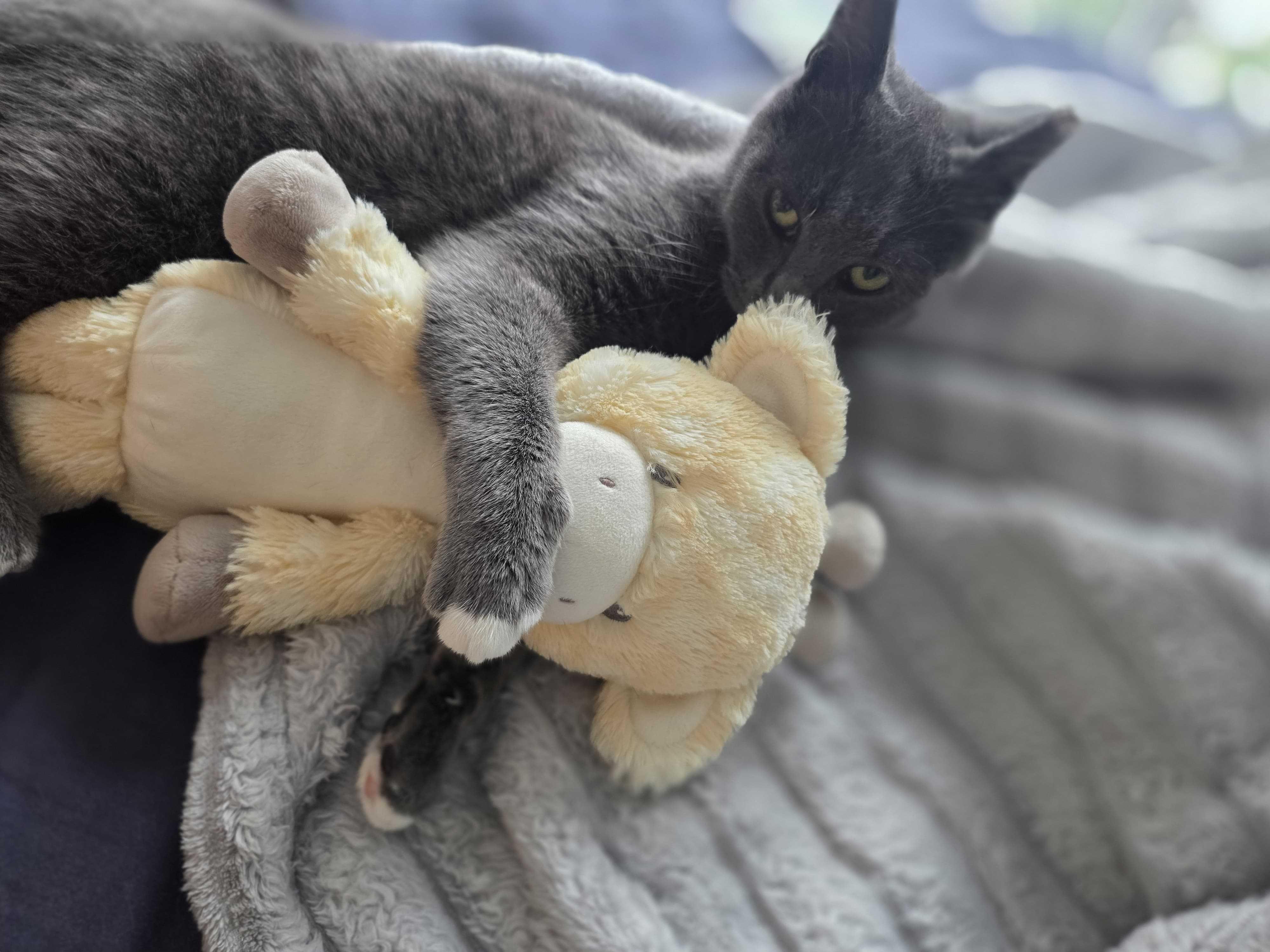 Enlarge Charger, a ADOPTABLE Domestic Short Hair in Long Island City, NY image 3/6