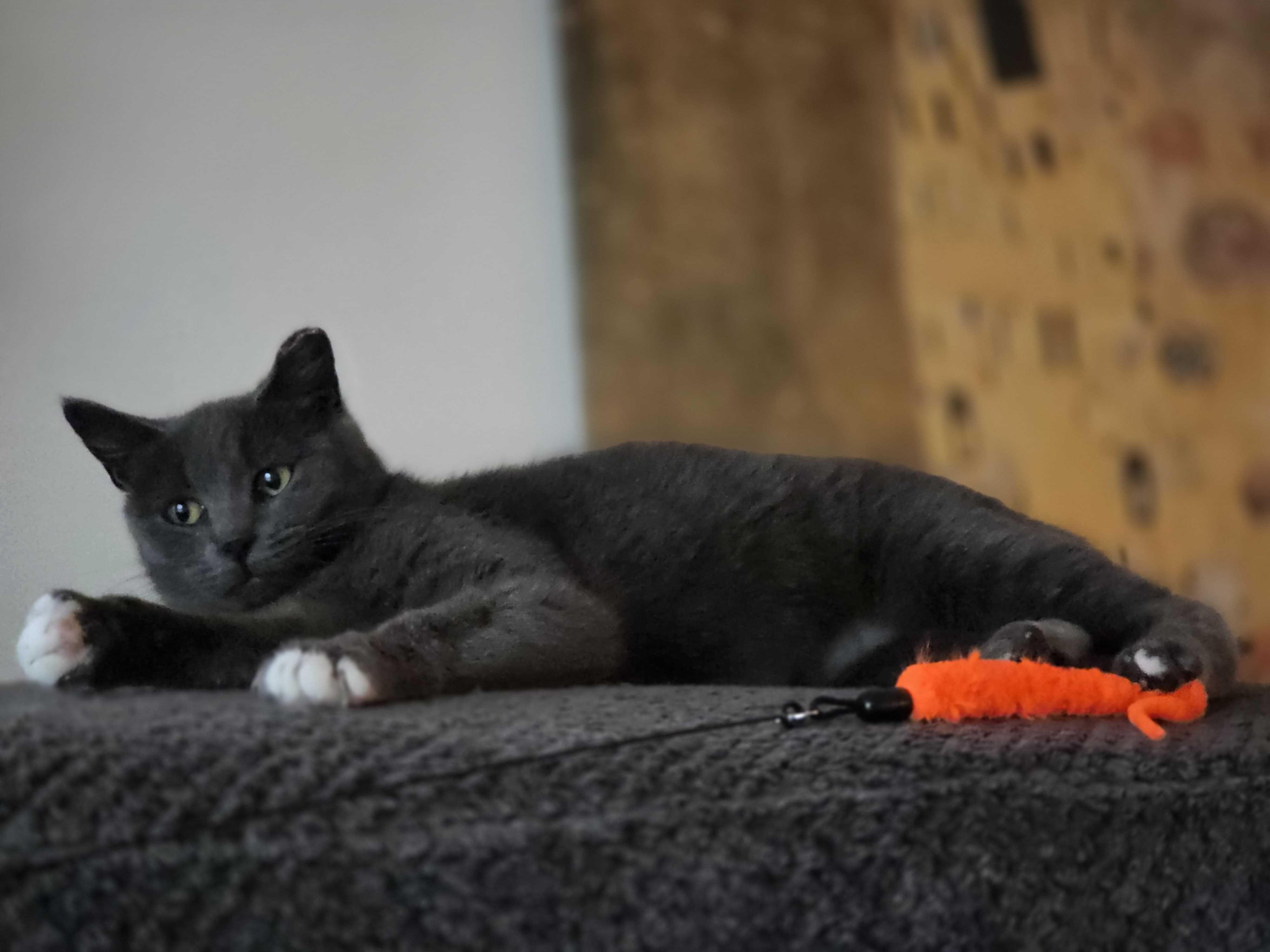 Enlarge Charger, a ADOPTABLE Domestic Short Hair in Long Island City, NY image 6/6