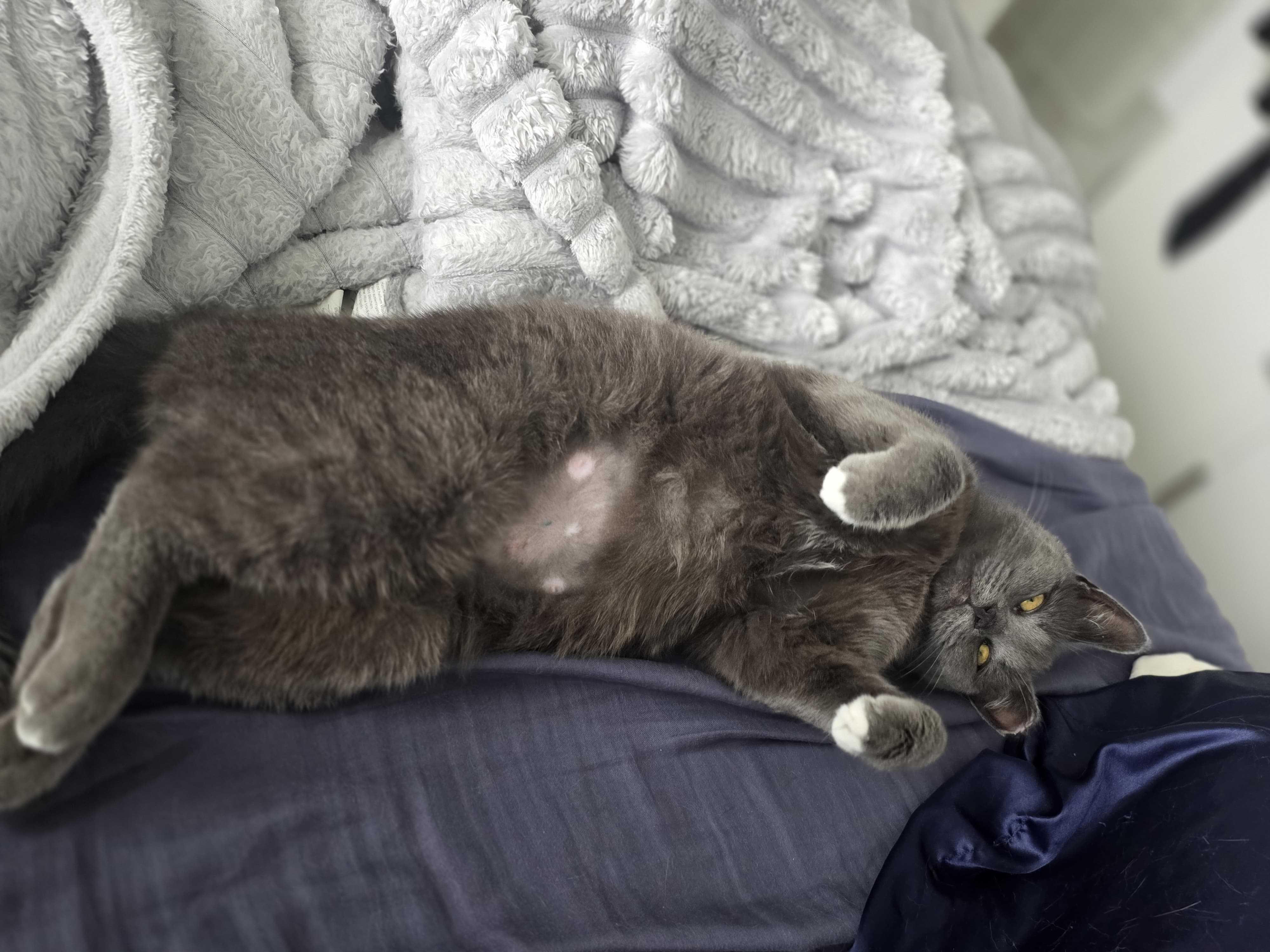 Enlarge Charger, a ADOPTABLE Domestic Short Hair in Long Island City, NY image 5/6