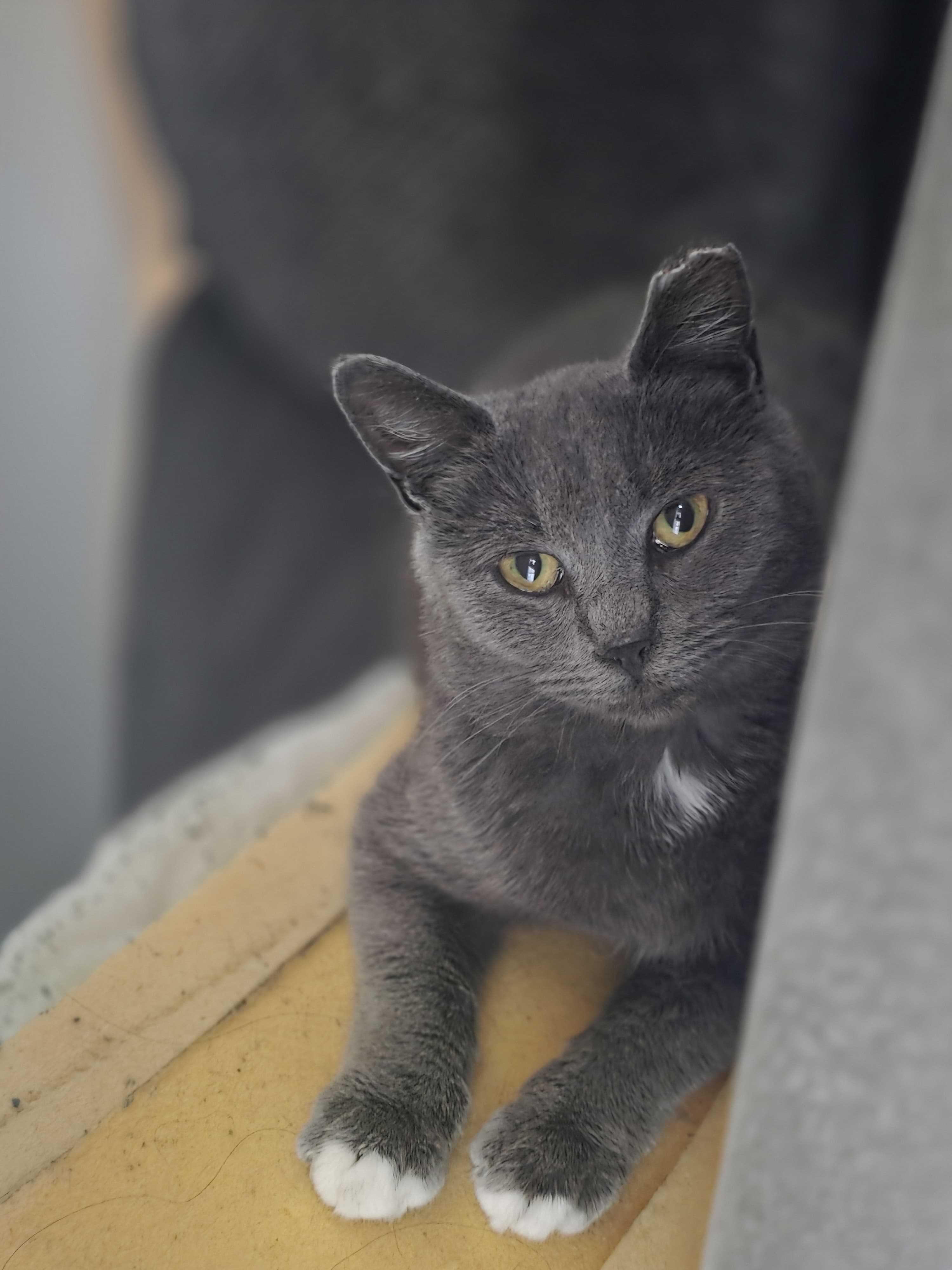 Charger, ADOPTABLE, Young Female Domestic Short Hair.