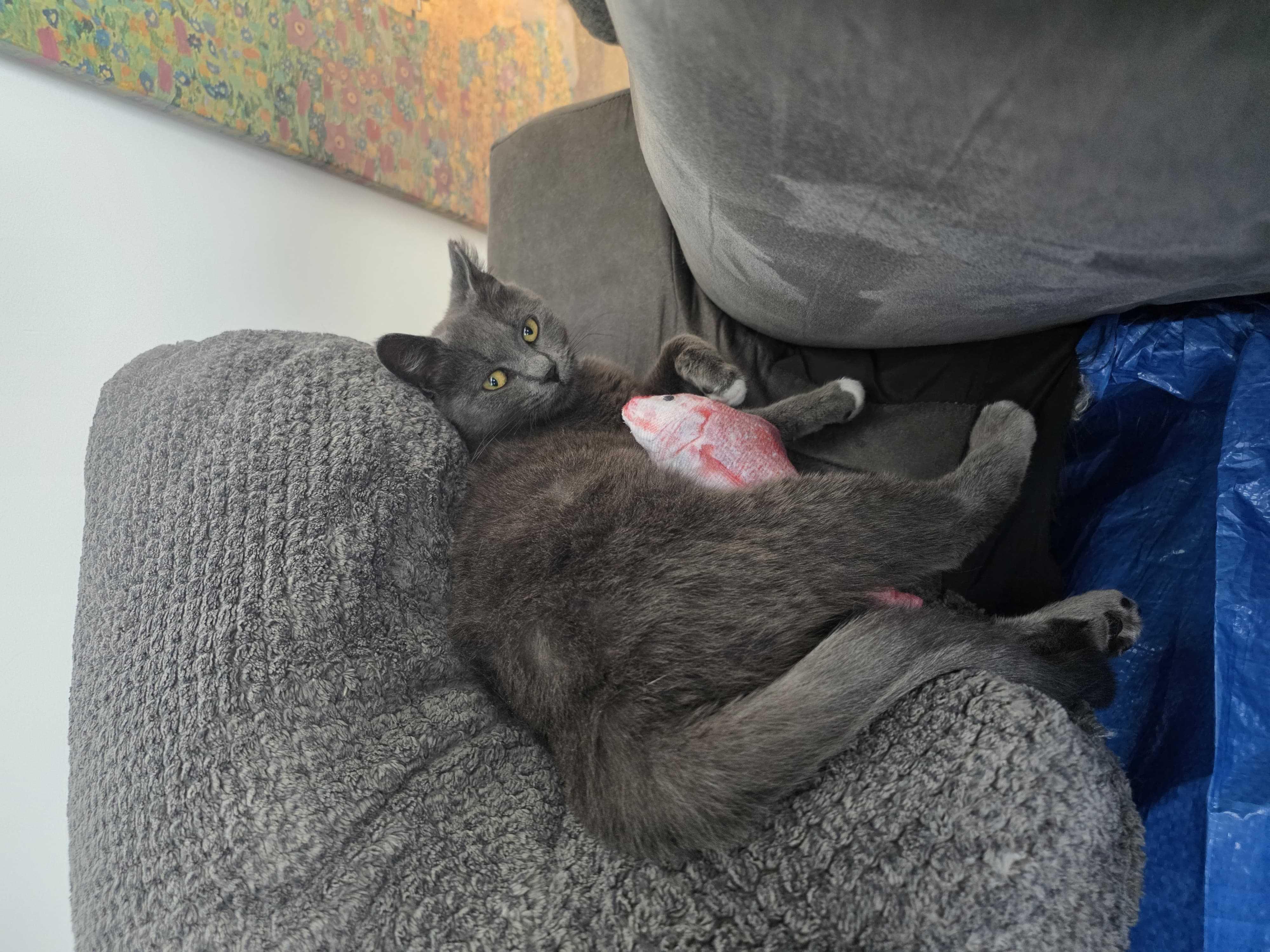 Enlarge Charger, a ADOPTABLE Domestic Short Hair in Long Island City, NY image 4/6