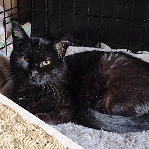 Enlarge Augusta, a Adoptable Domestic Short Hair in Salt Lake City, UT image 1/2