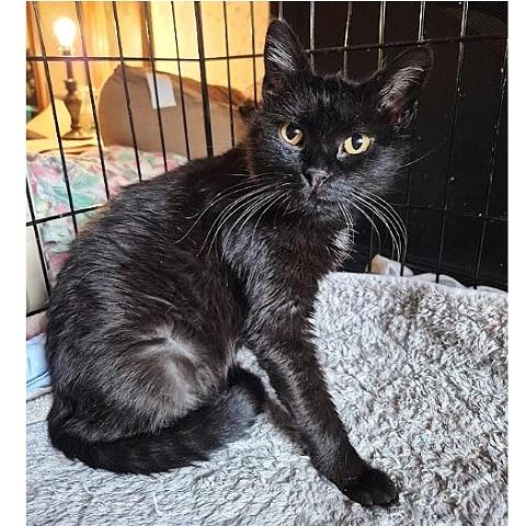 Enlarge Augusta, a Adoptable Domestic Short Hair in Salt Lake City, UT image 2/2